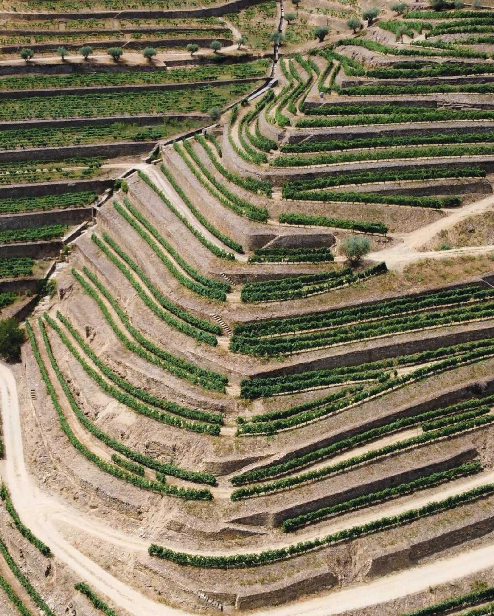 Gift card for Dois Lagares House Gift card for Dois Lagares House