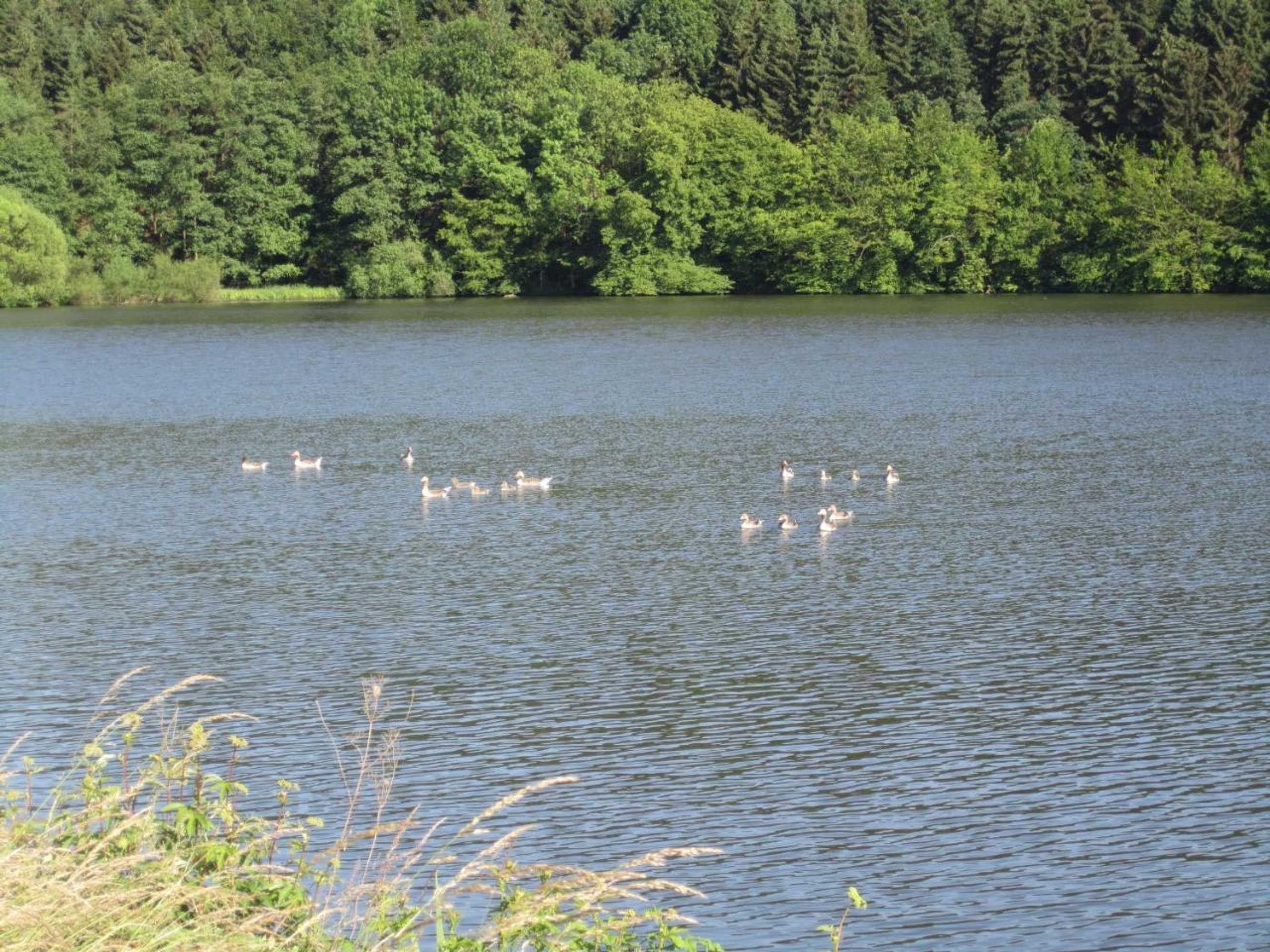 Gift card for Ferienwohnung Erlenhof