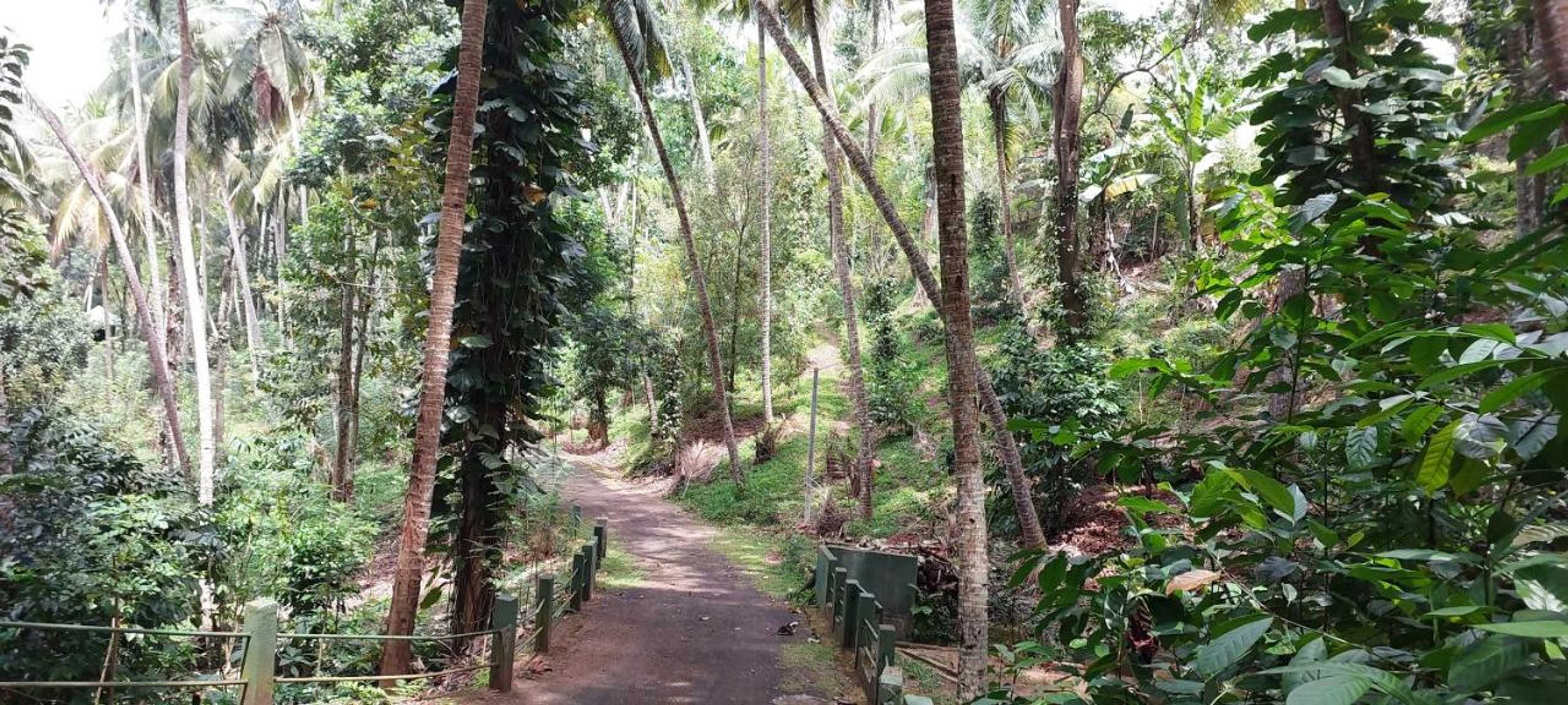 Gift card for Windy Ridge Kandy