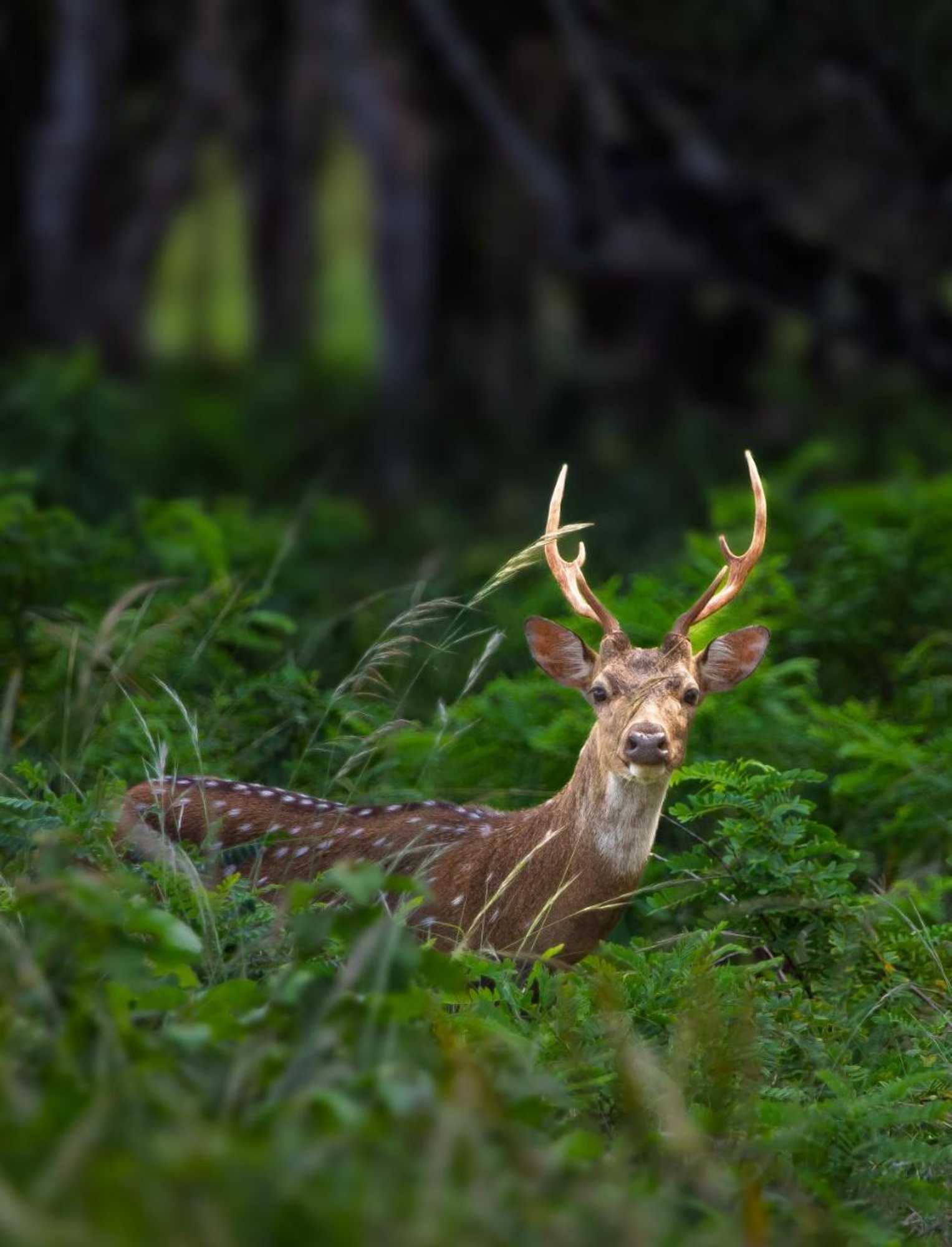 Gift card for Wilpattu National Park Forest Buma Lodge