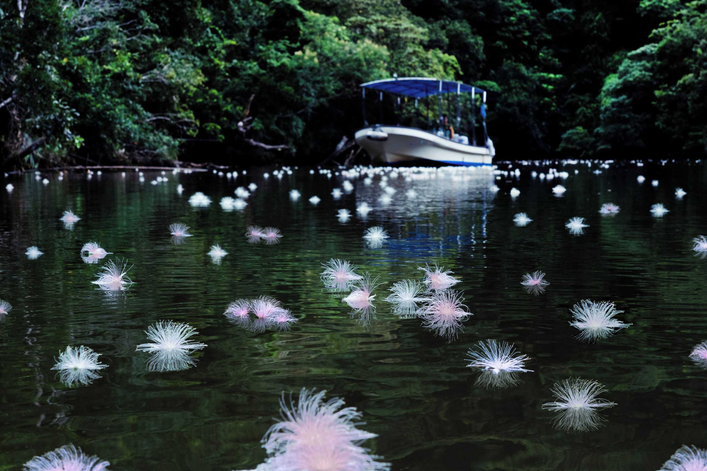 Gift card for Iriomote Hotel by Hoshino Resorts Gift card for Iriomote Hotel by Hoshino Resorts