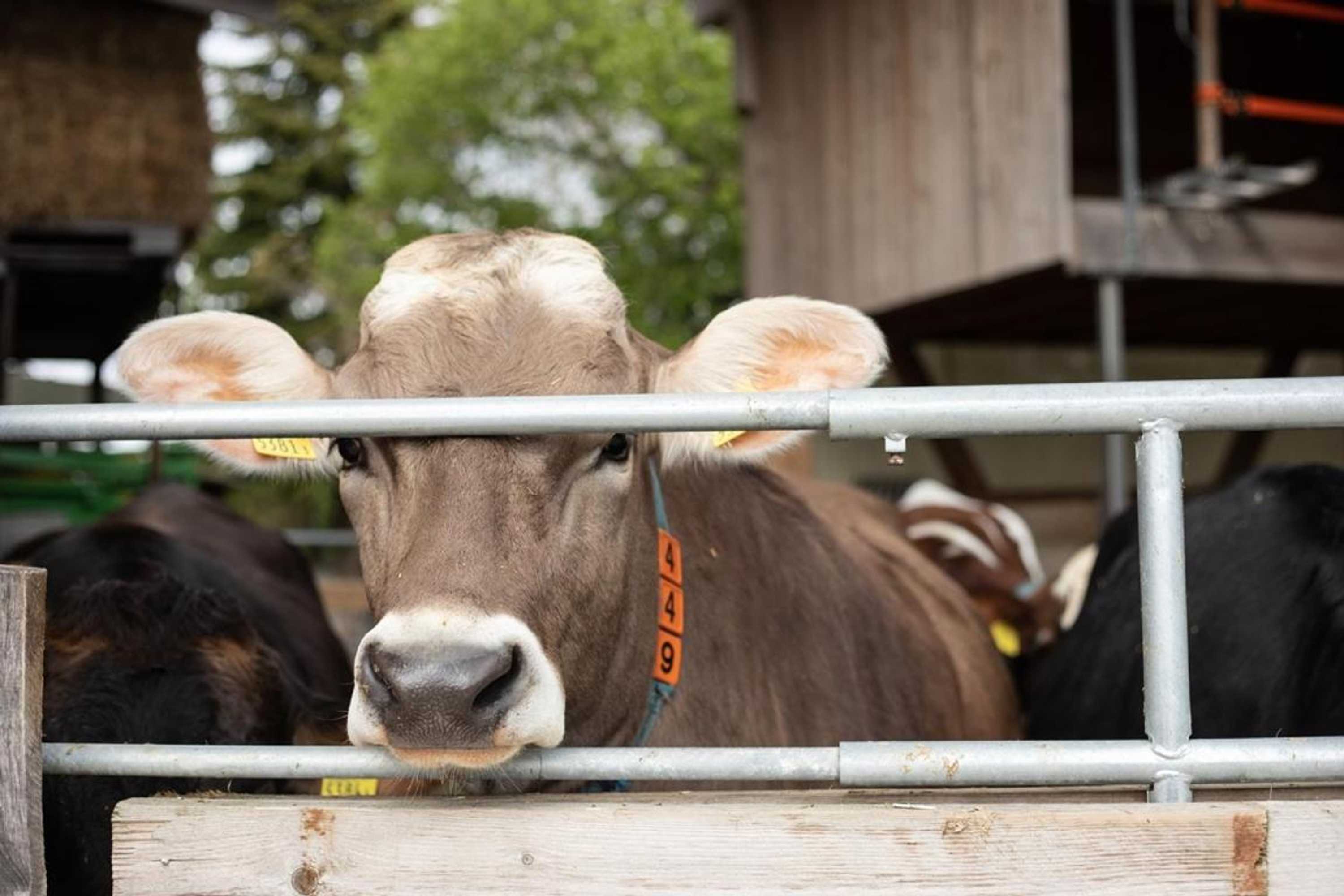 Gift card for Hof-Tschannen