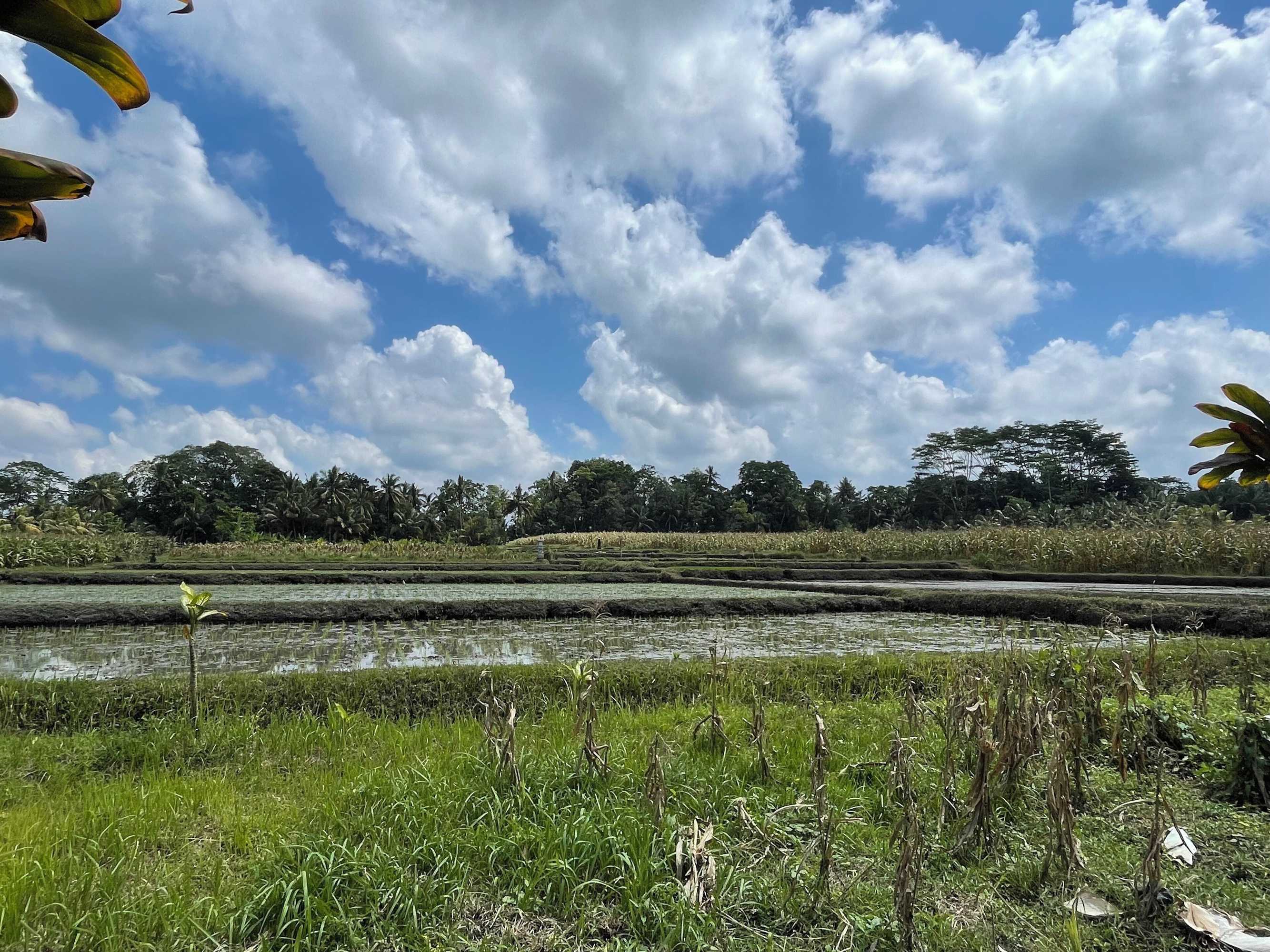 Gift card for Sirya Farm House Gift card for Sirya Farm House