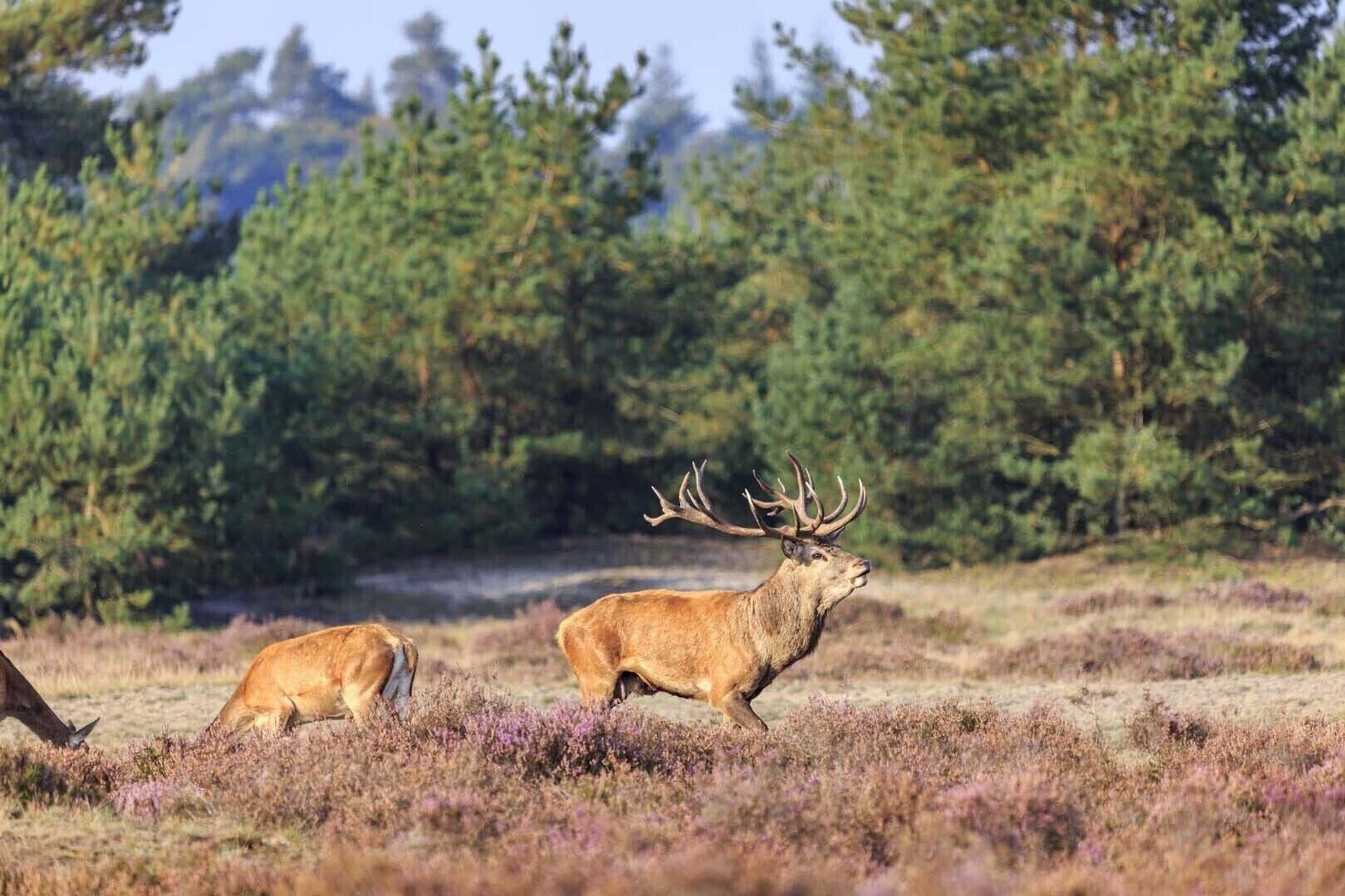 Gift card for Veluwe Hotel De Beyaerd