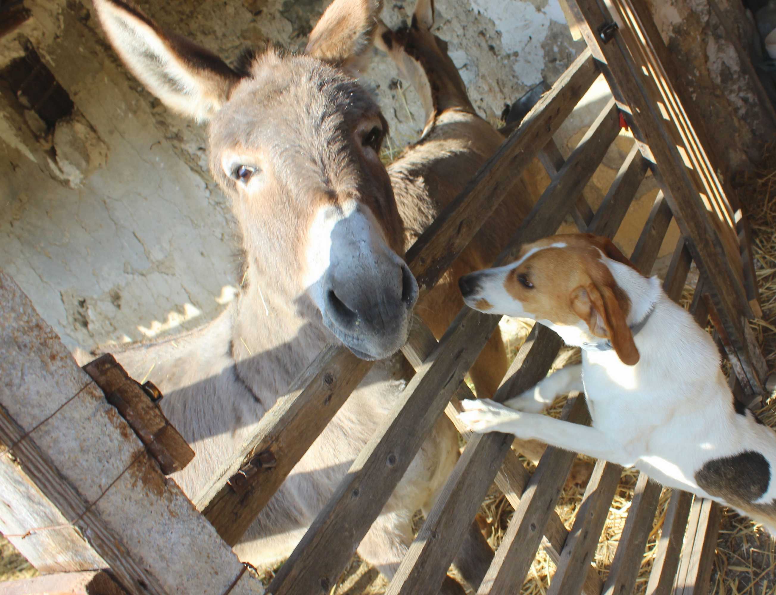 Gift card for Agriturismo La Casa di Bacco