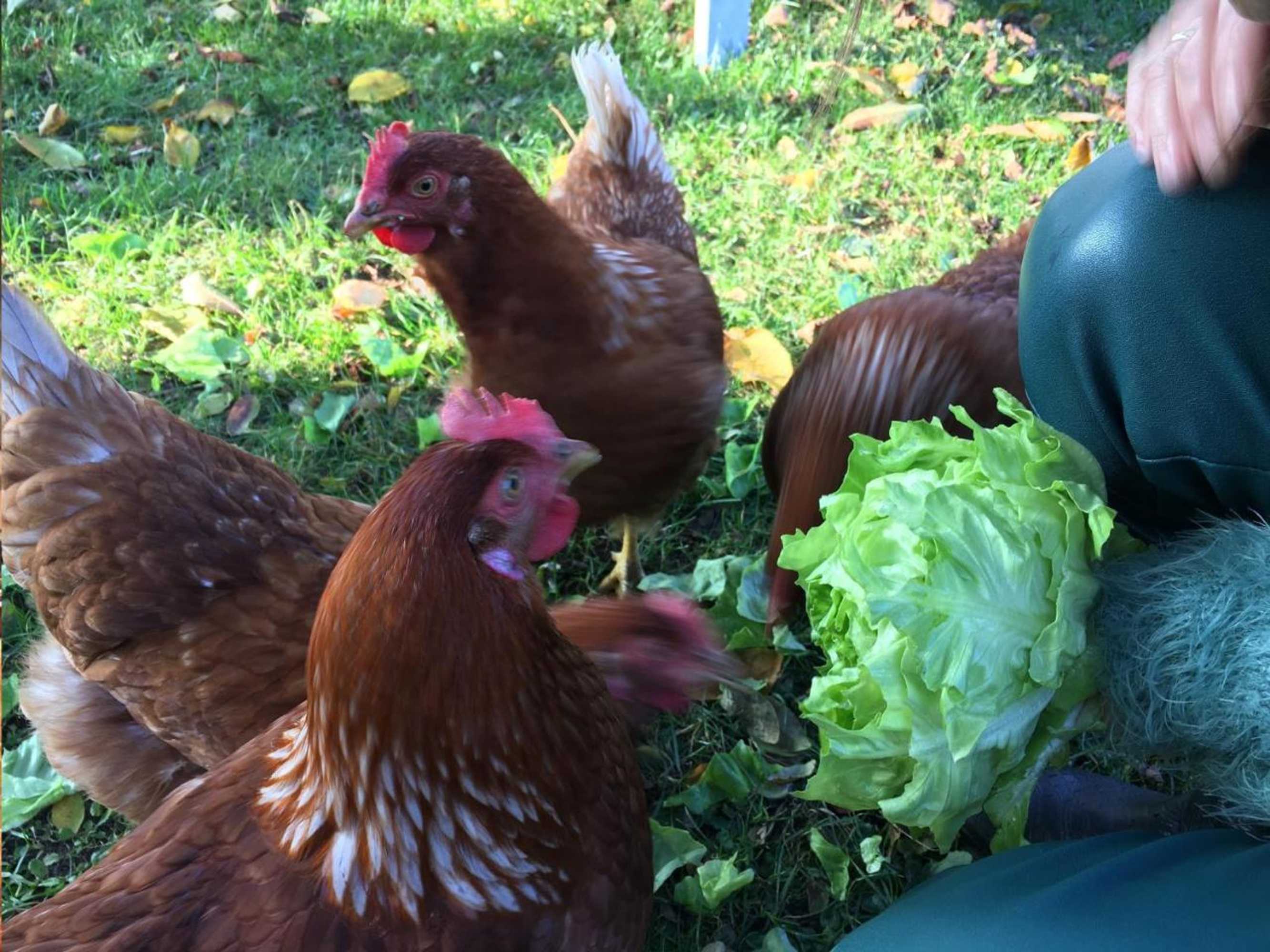 Gift card for Bed And Breakfast Millingen Aan de Rijn