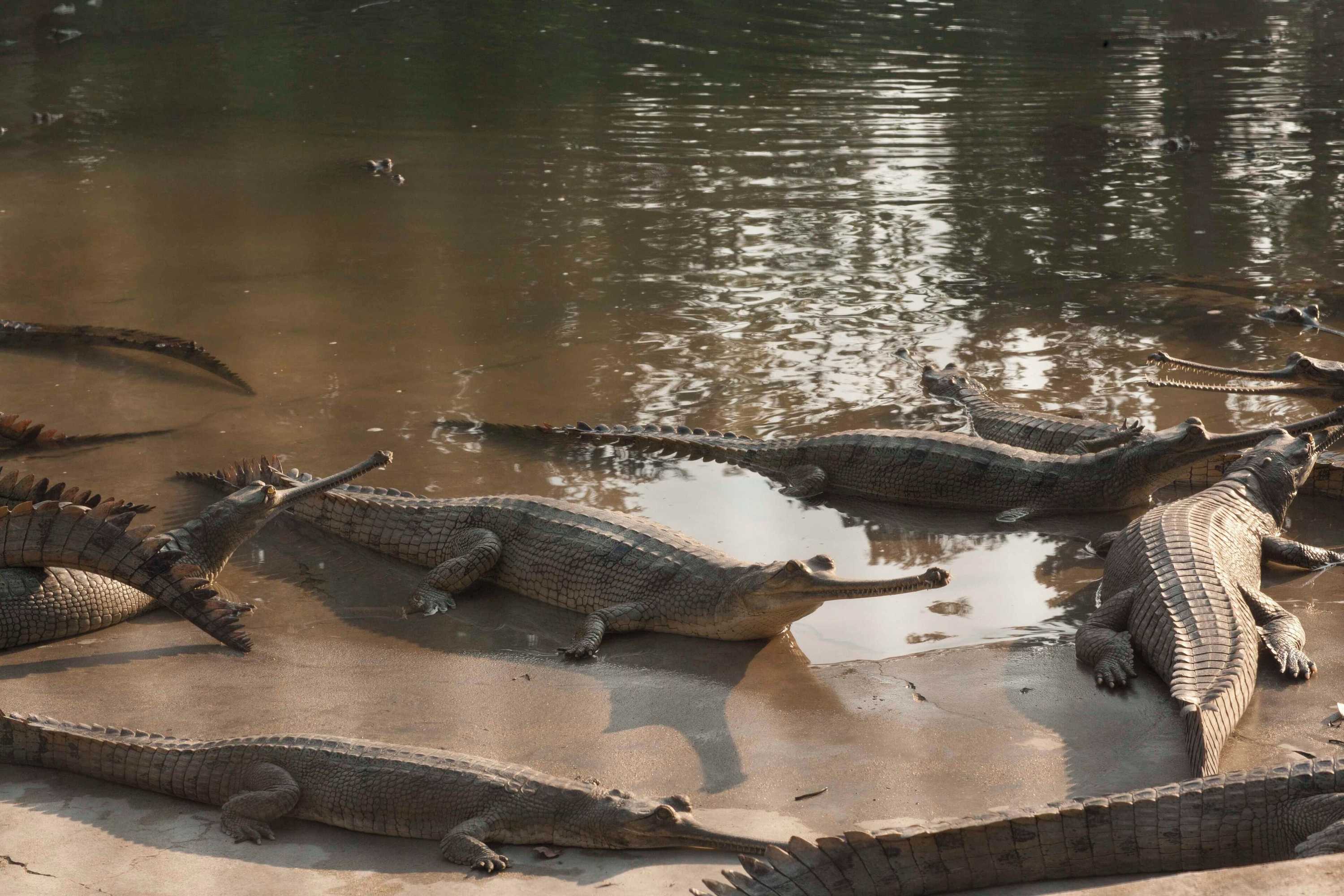 Gift card for Green Park Chitwan