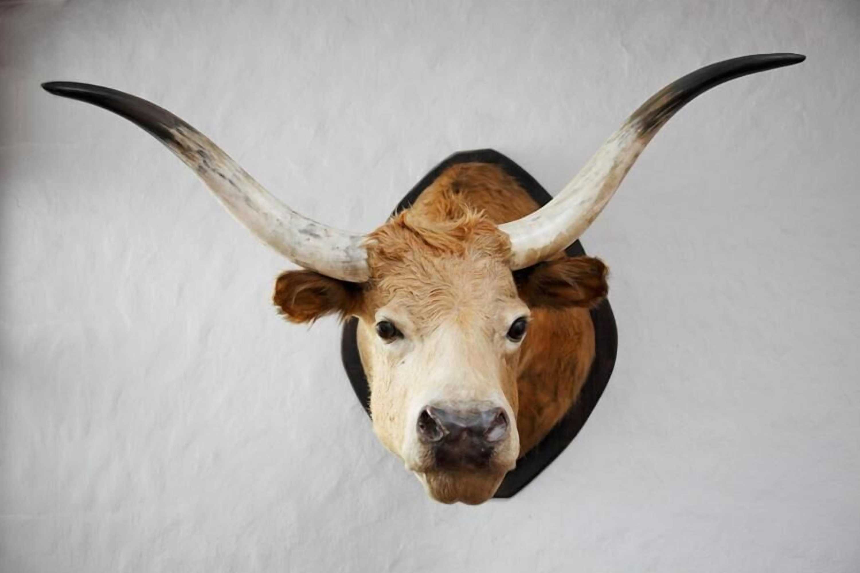 Gift card for Zum Goldenen Ochsen