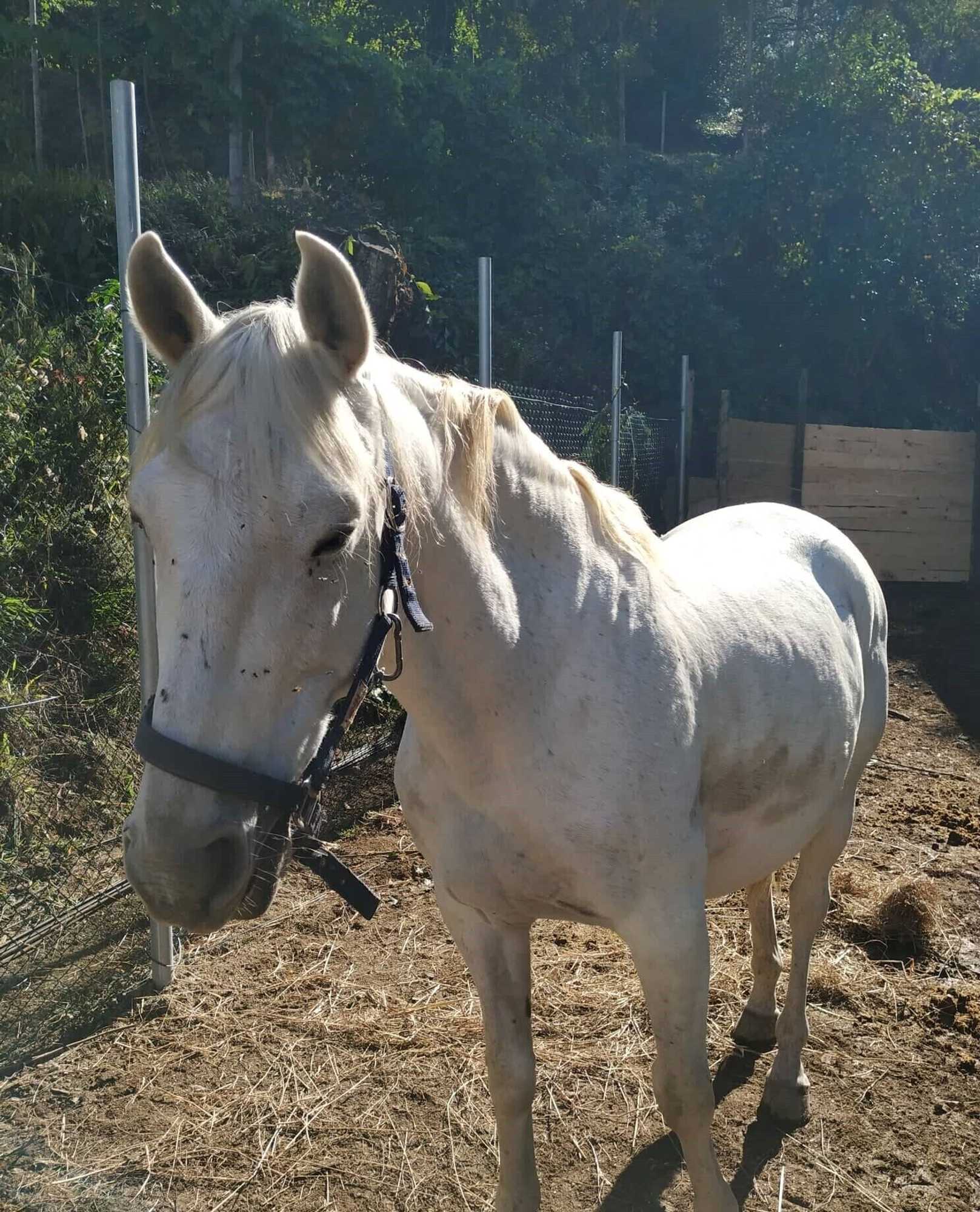 Gift card for Dobau Village