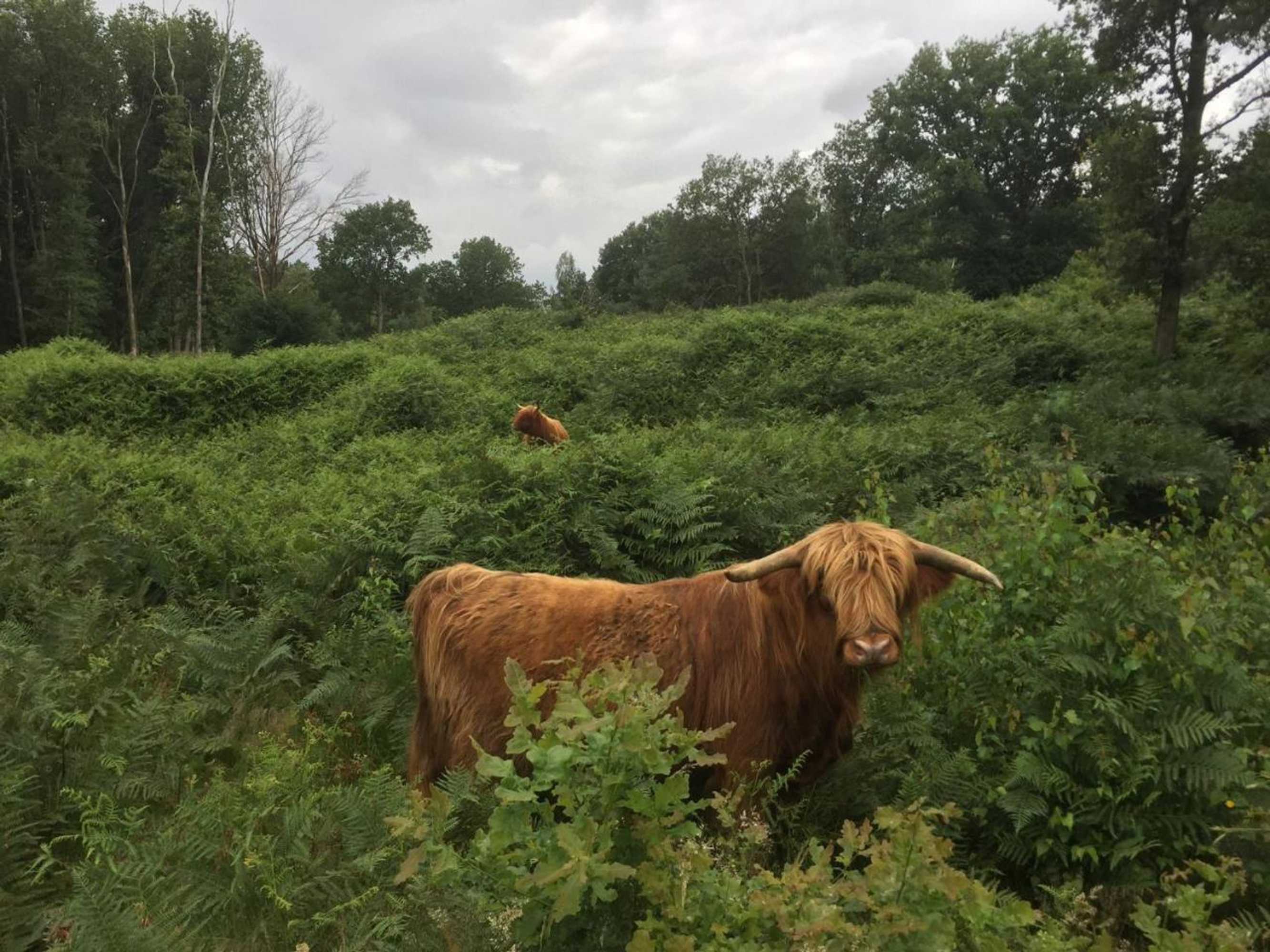 Gift card for Aan de Molenberg