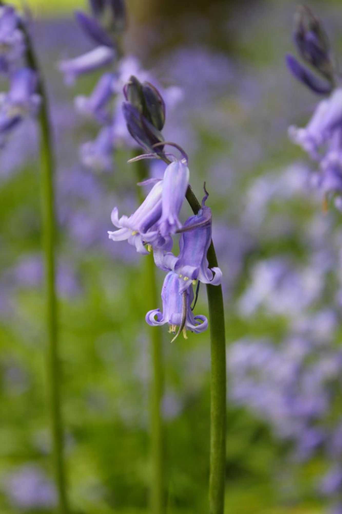 Gift card for Hidden Wood Glamping