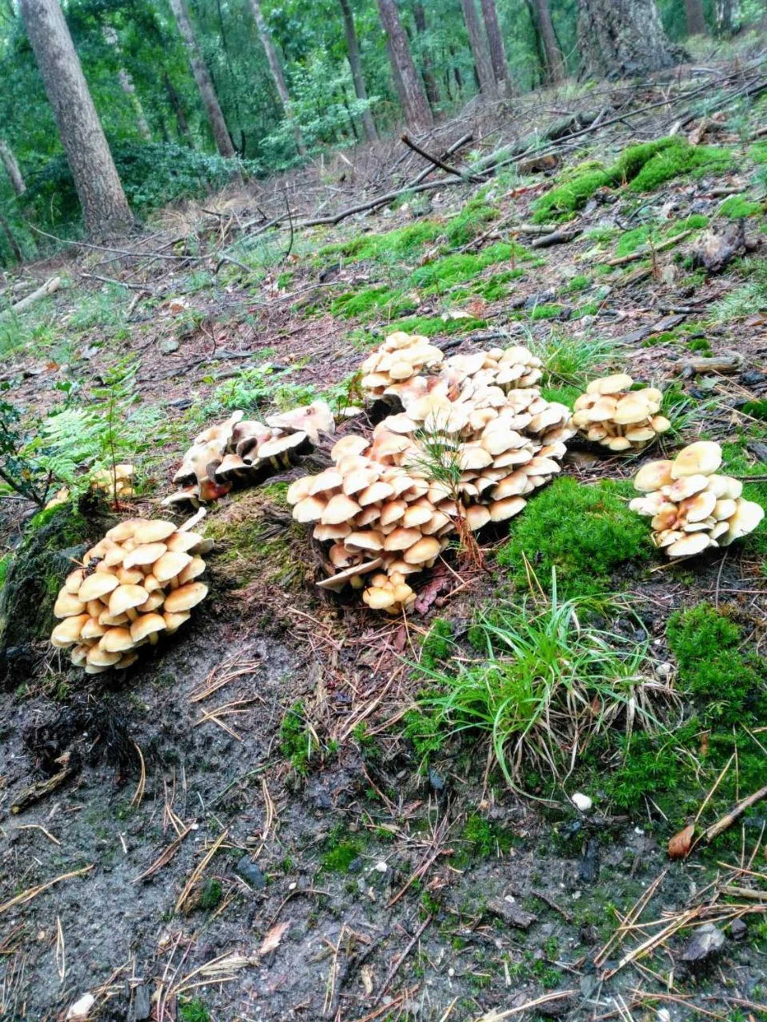 Gift card for Bed En - of Zonder - Breakfast Putten