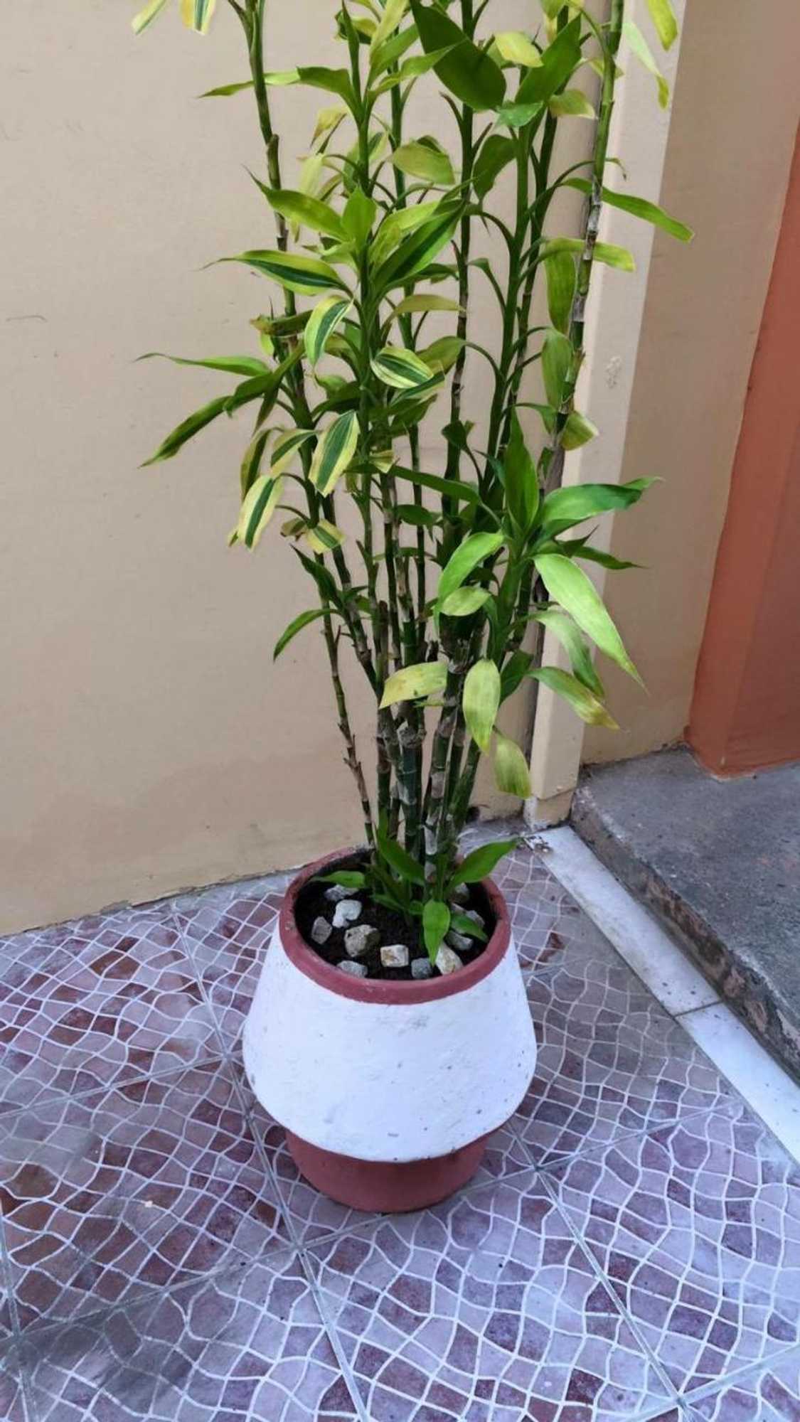 Gift card for Hostal Montecarlos Gift card for Hostal Montecarlos