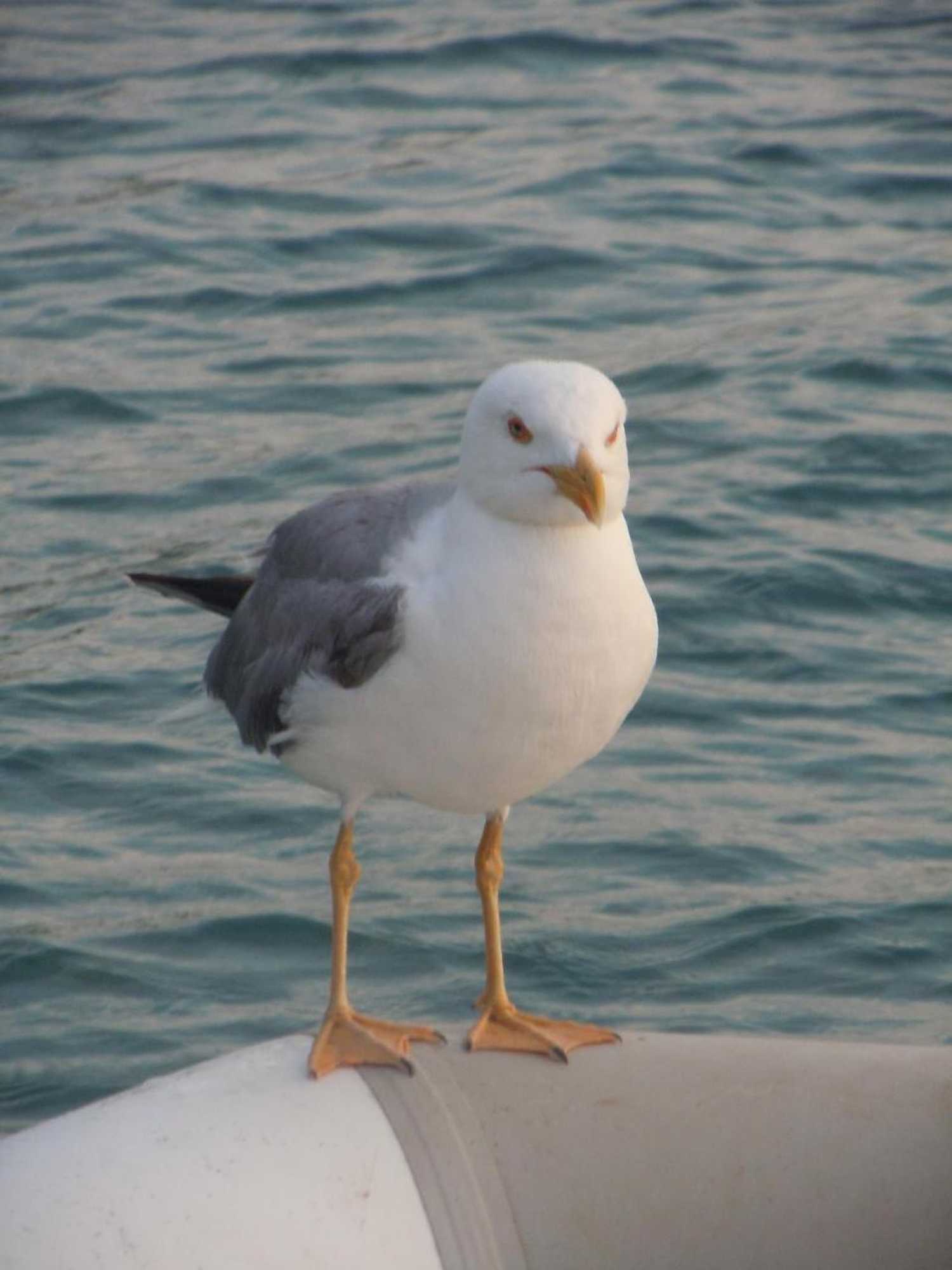 Gift card for Apartments Mareblu