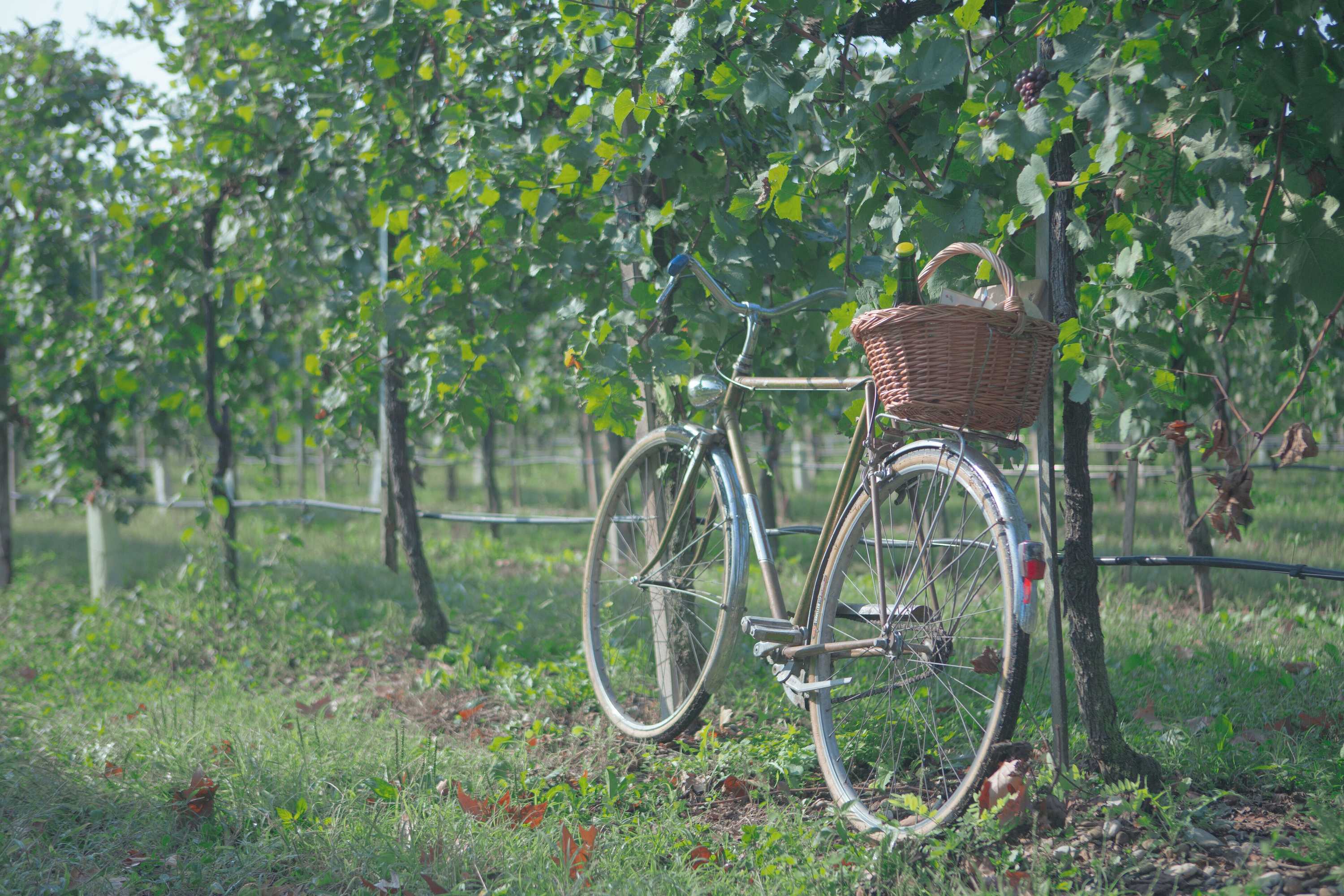 Gift card for Agriturismo da Zeffi