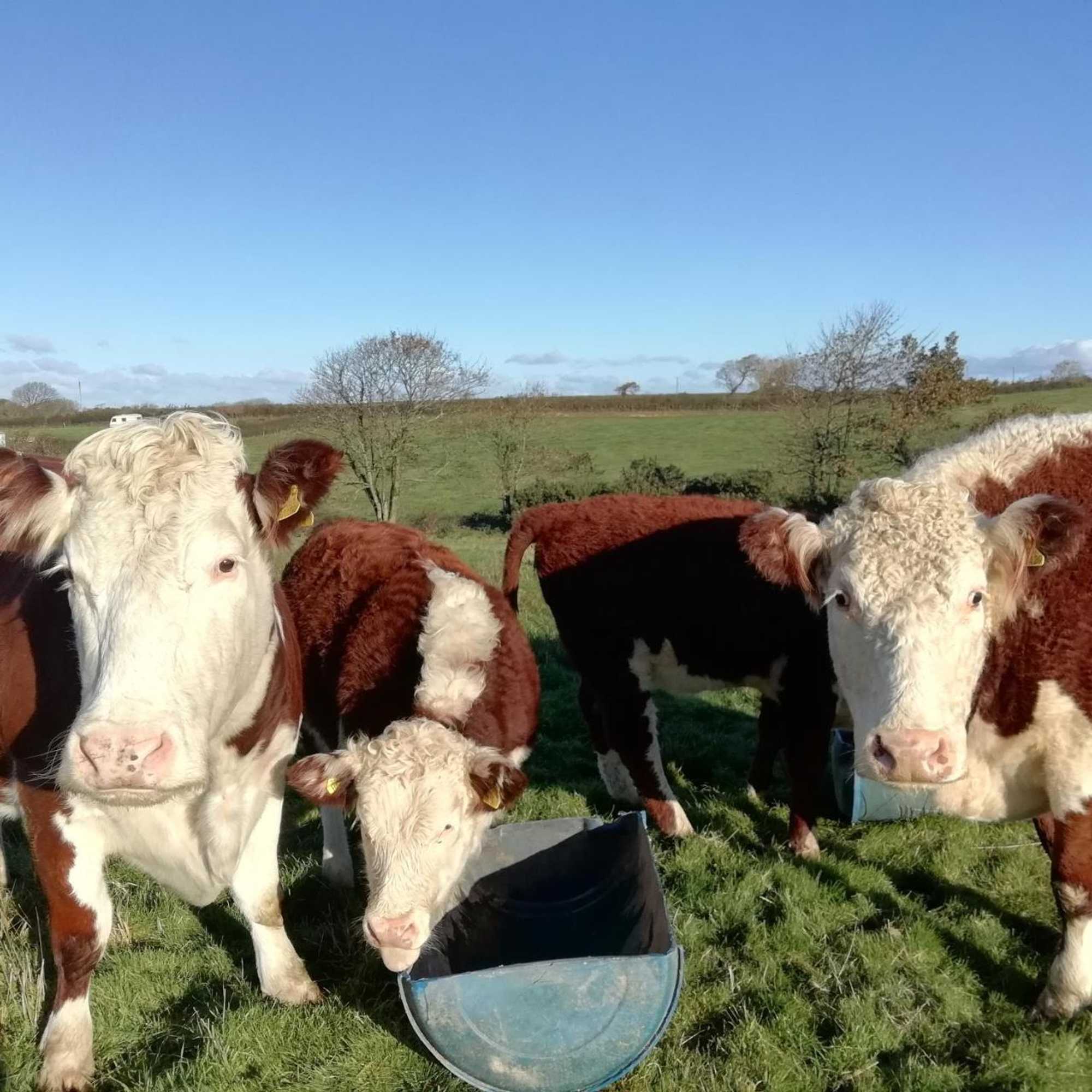 Gift card for Rectory Farm