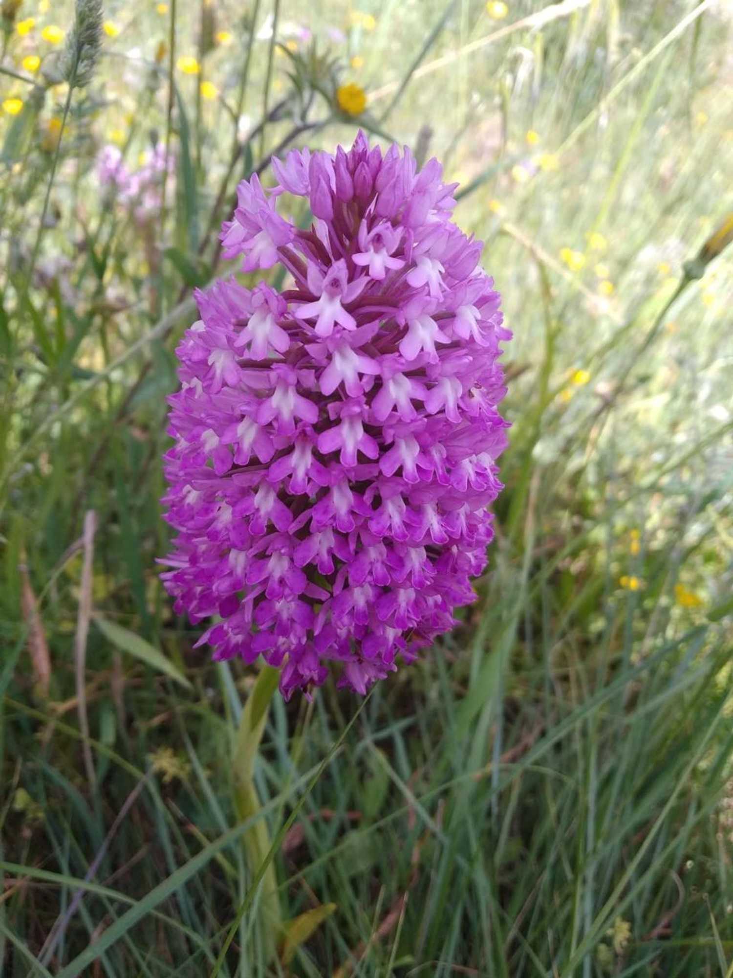 Gift card for Retiro Da Avó Lídia