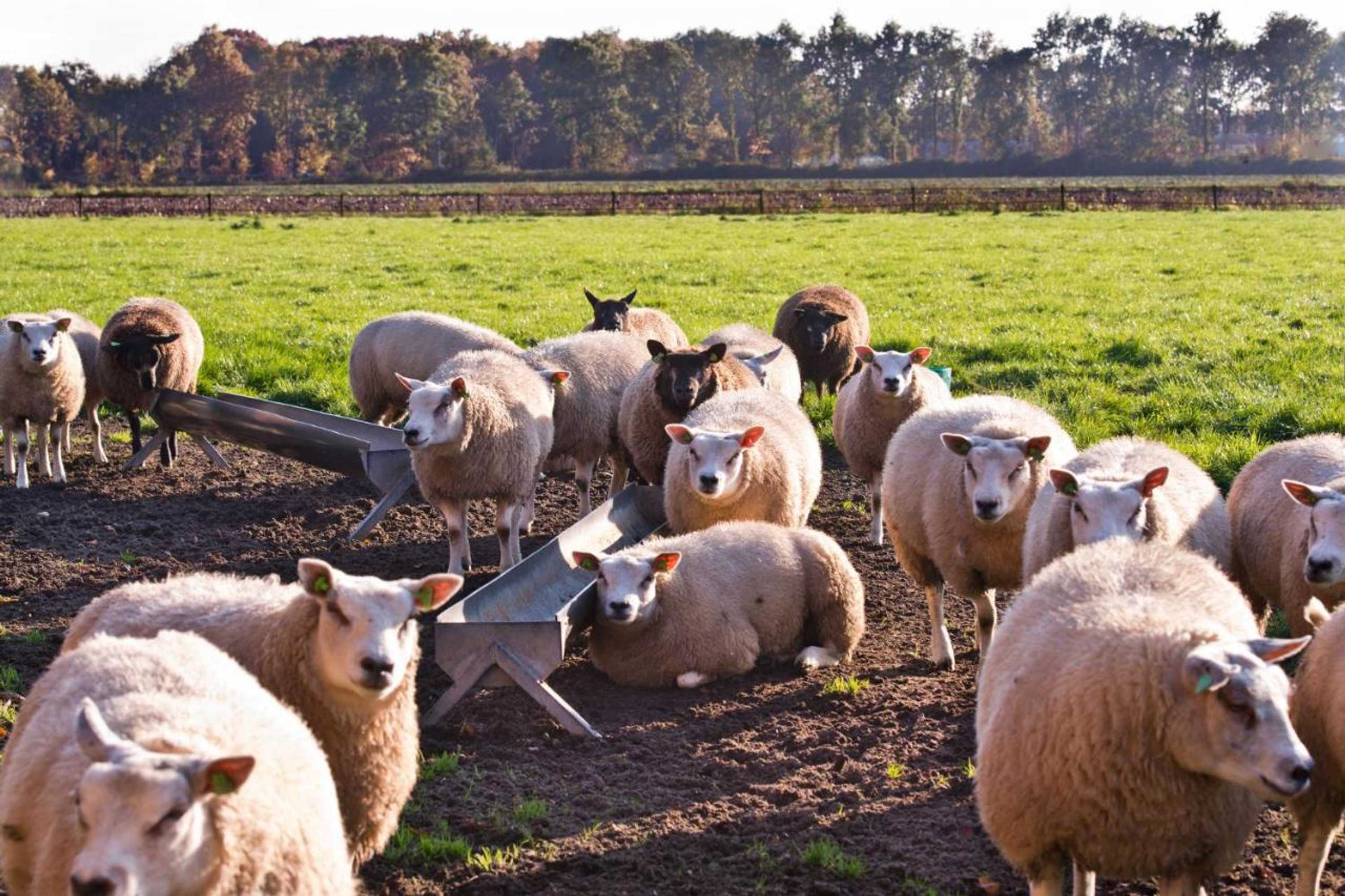 Gift card for B&b De Ouw Skuur