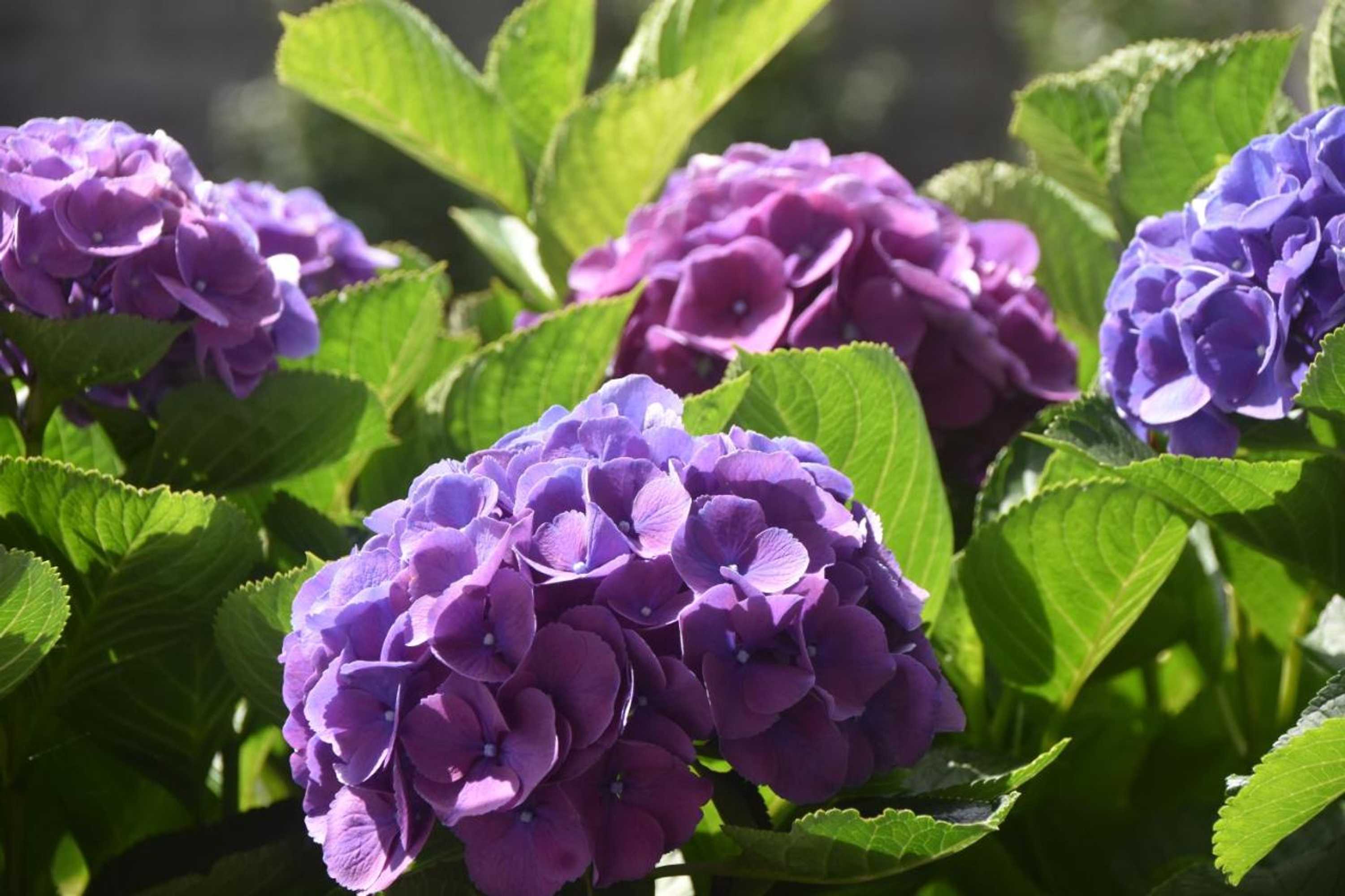 Gift card for Casa do Vale