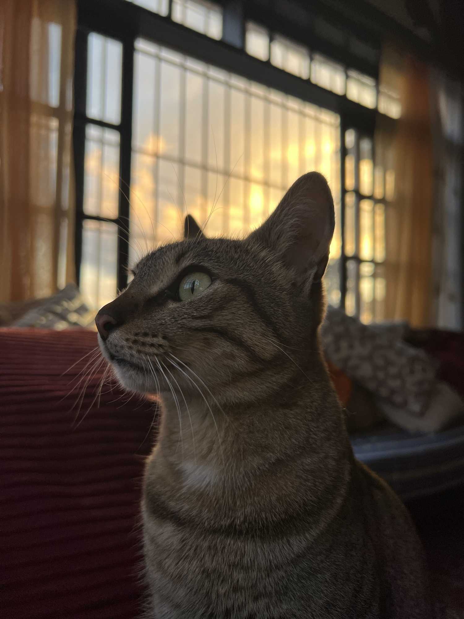 Gift card for Casa Semuc