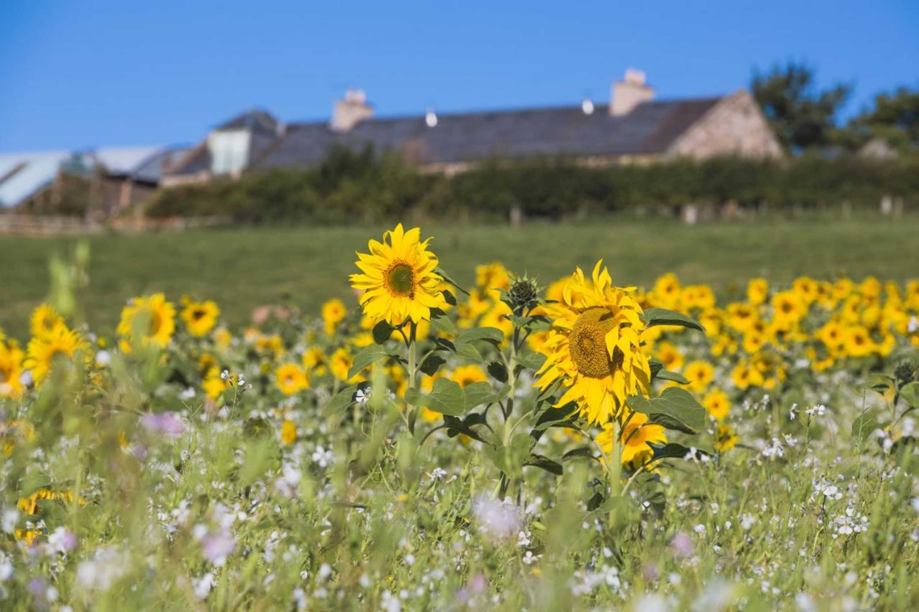 Gift card for Cocklekitty Cottage