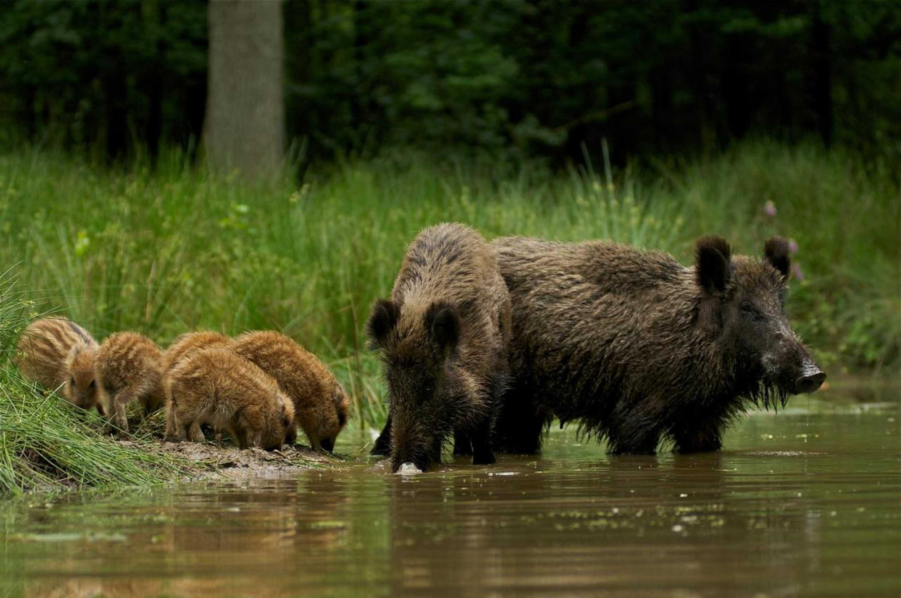 Gift card for 't Witte Hoes