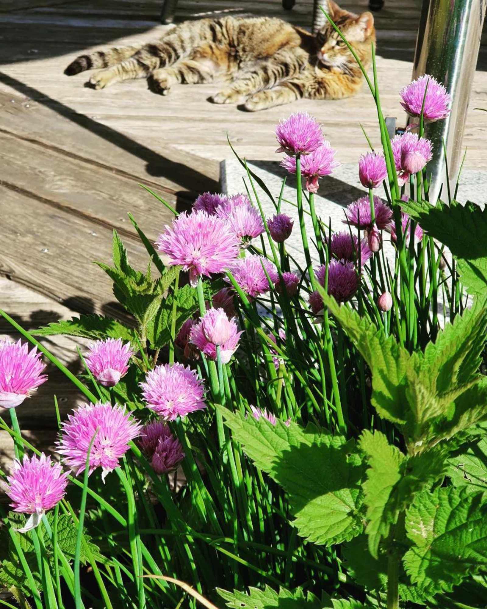 Gift card for Pension Maria