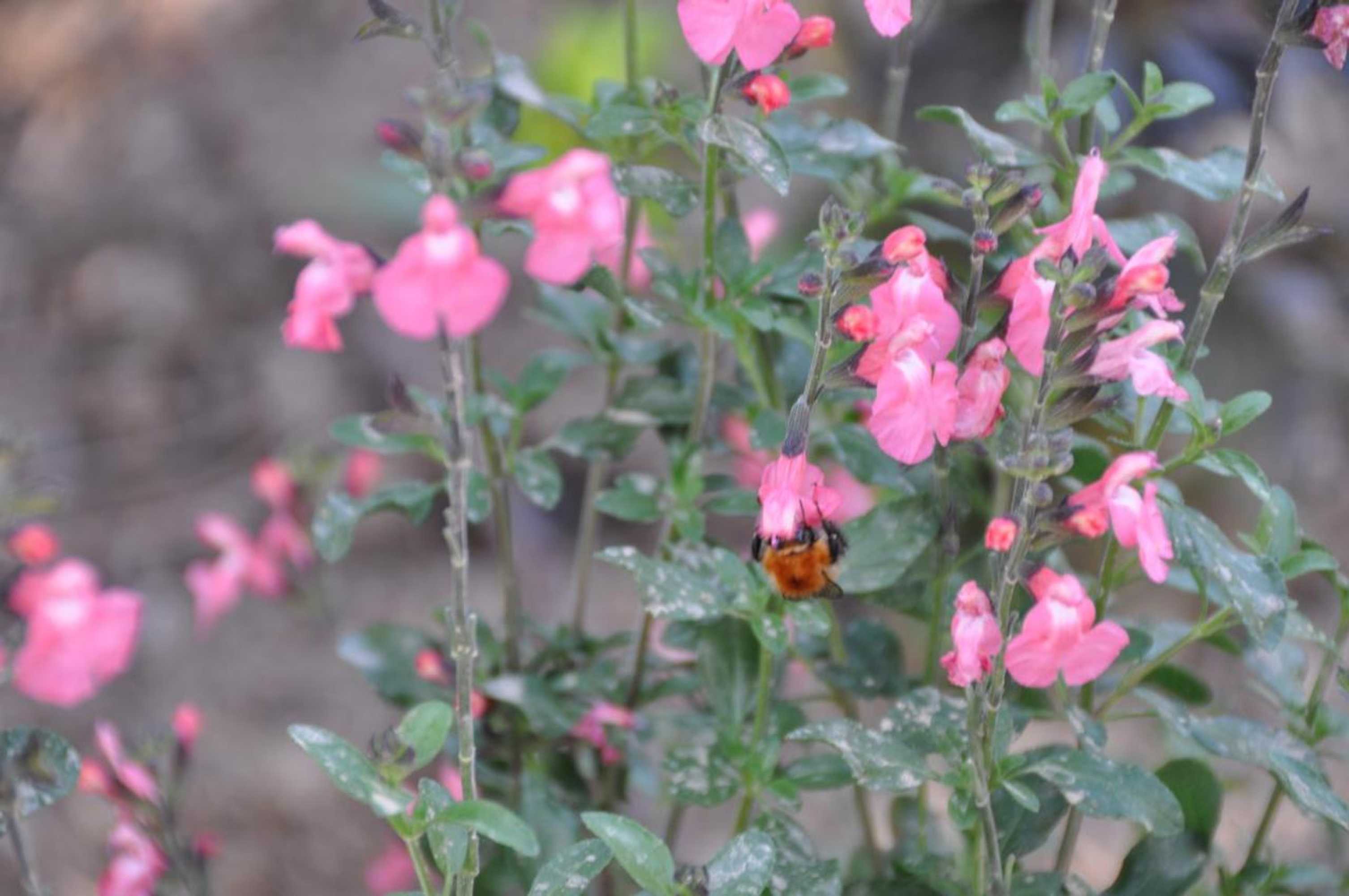 Gift card for Le Mas du Perthus