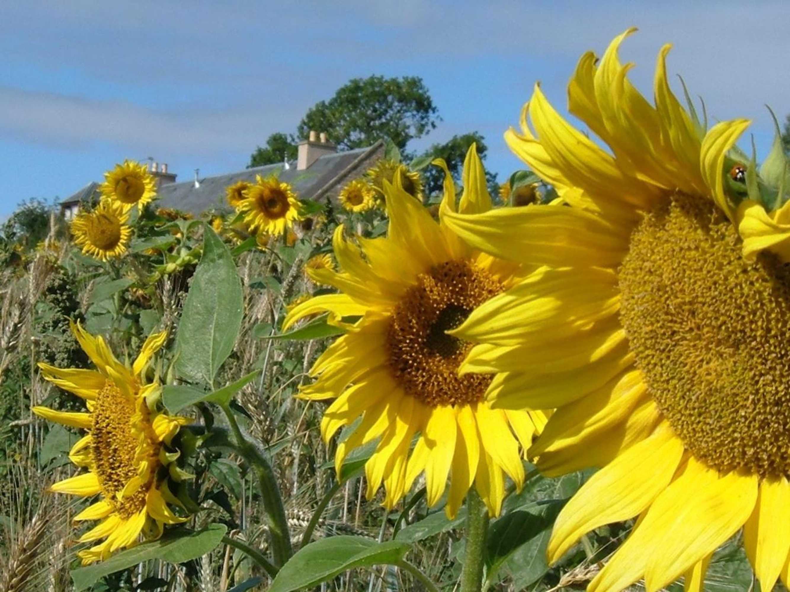 Gift card for Cocklekitty Cottage