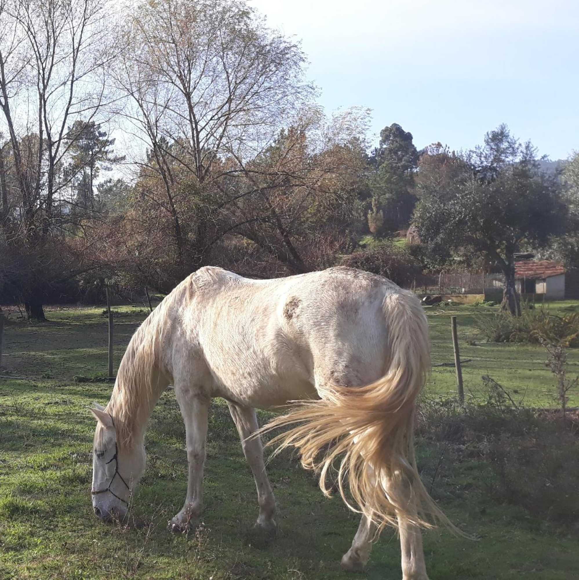 Gift card for Quinta no Pinhal