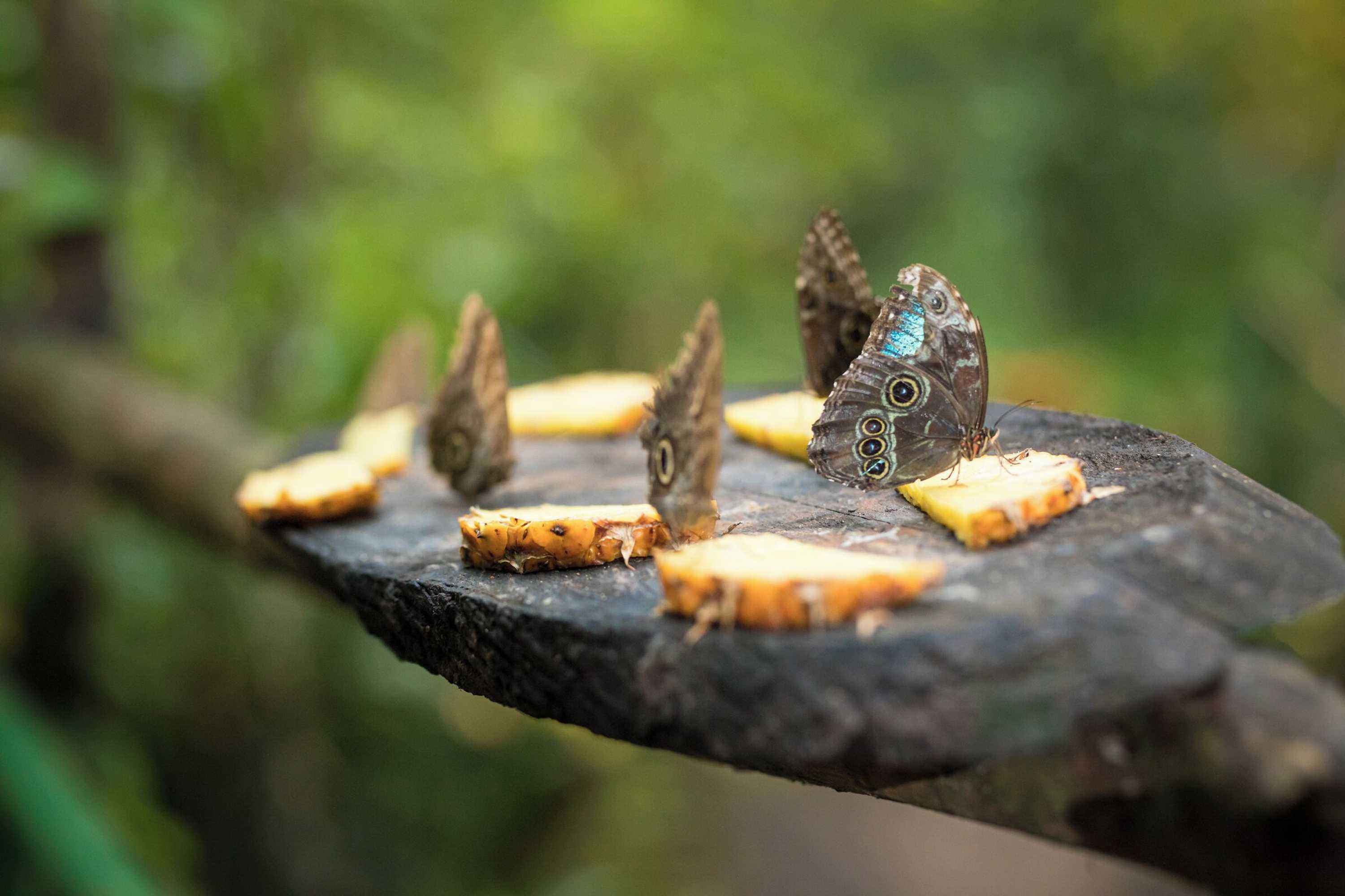 Gift card for Summit Rainforest & Golf Resort Gift card for Summit Rainforest & Golf Resort