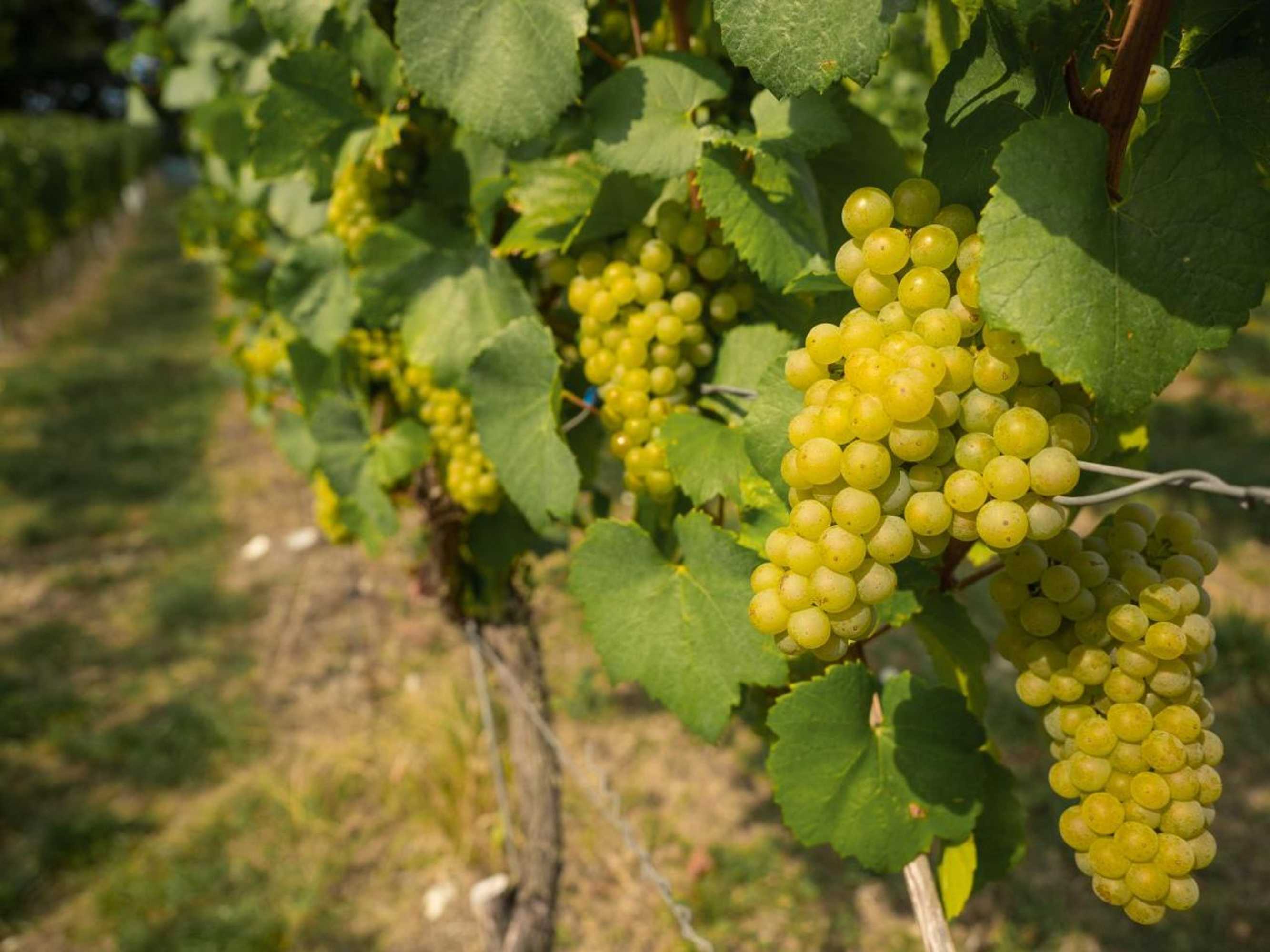 Gift card for Vinotel Heinz J. Schwab