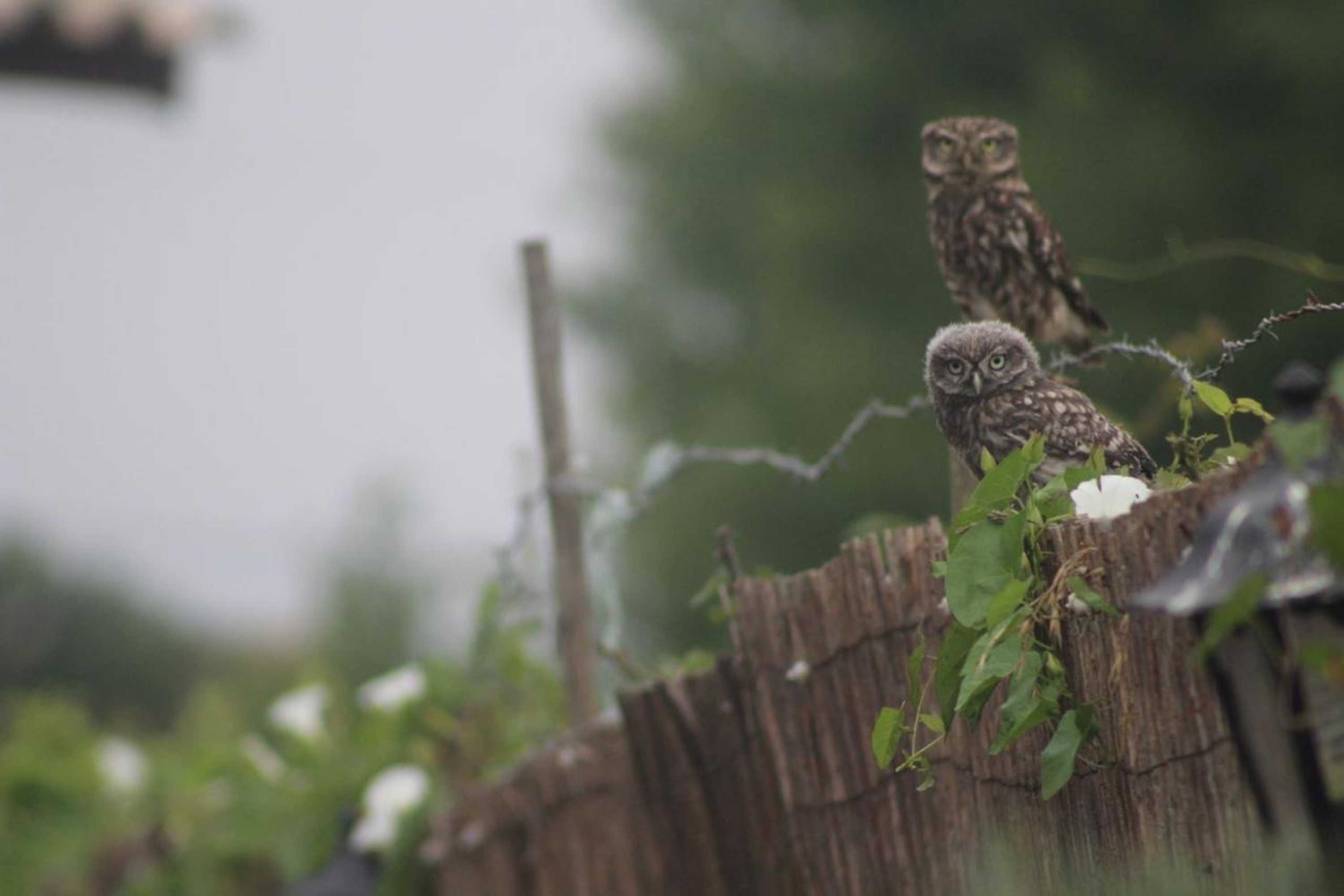 Gift card for Casa do Moinho