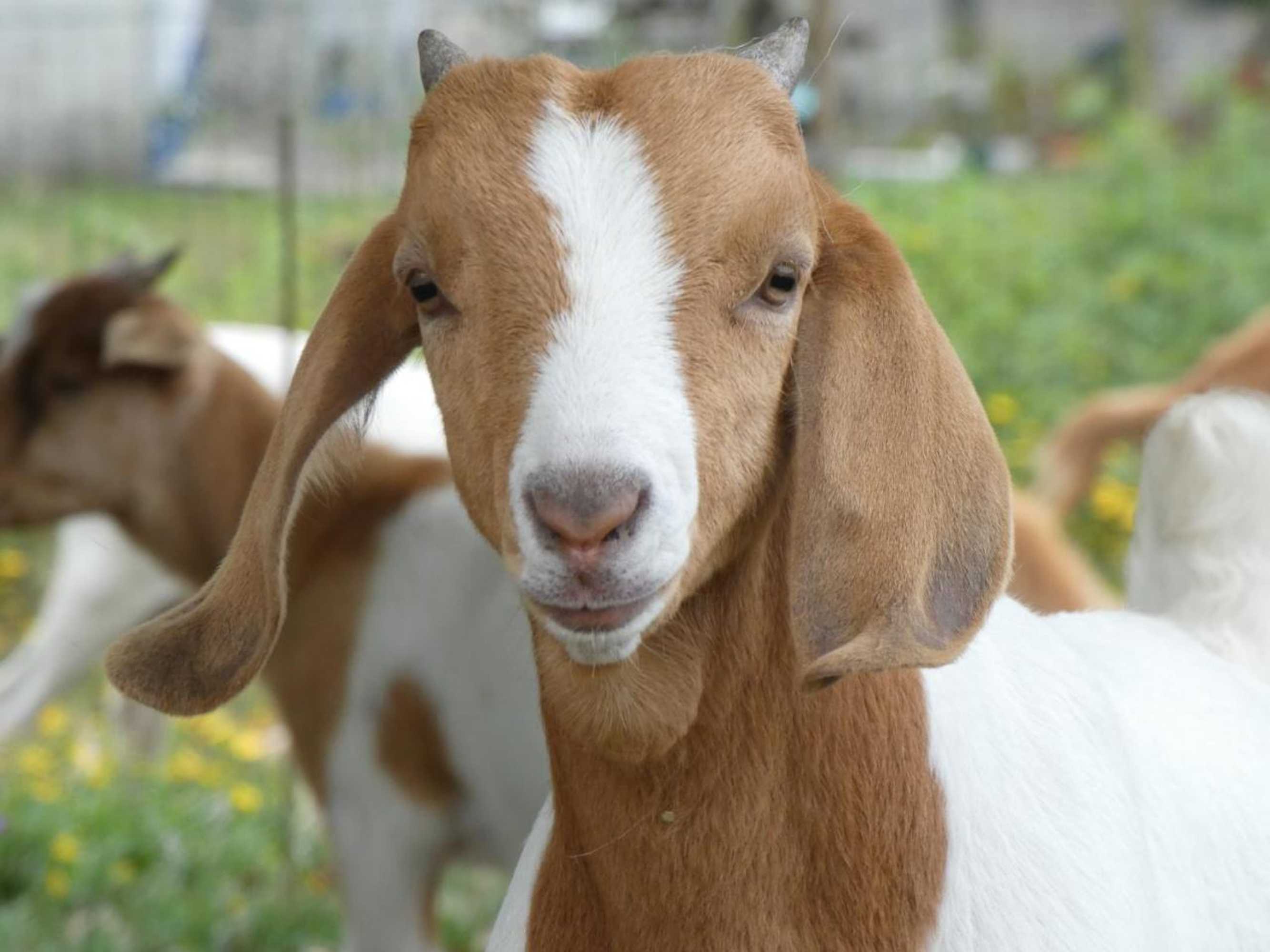 Gift card for Quintinha da Charneca