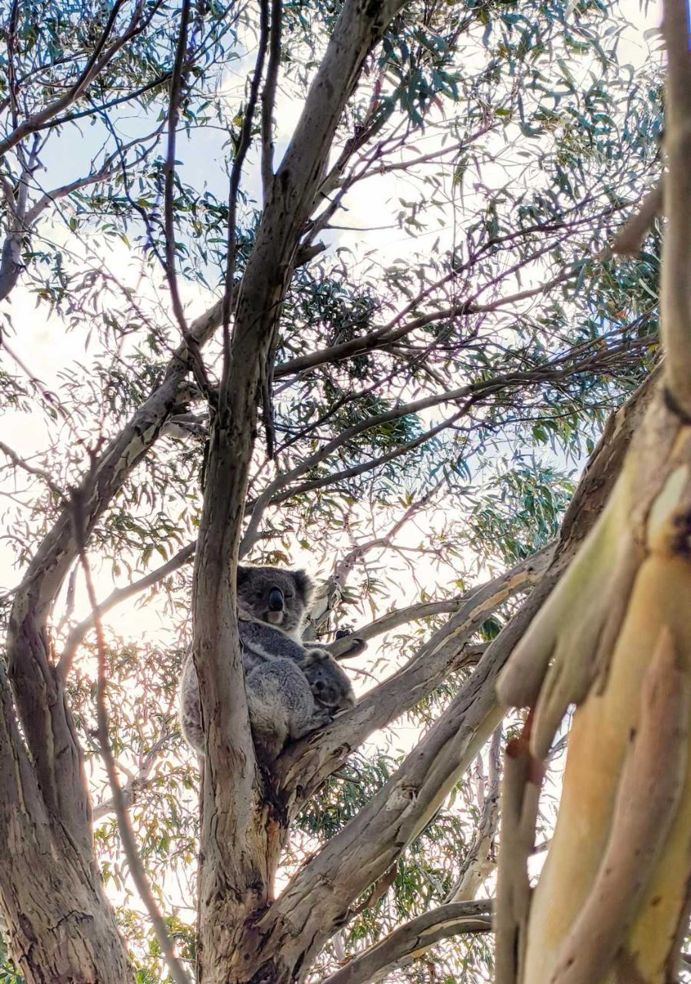 Gift card for River Drive Motel