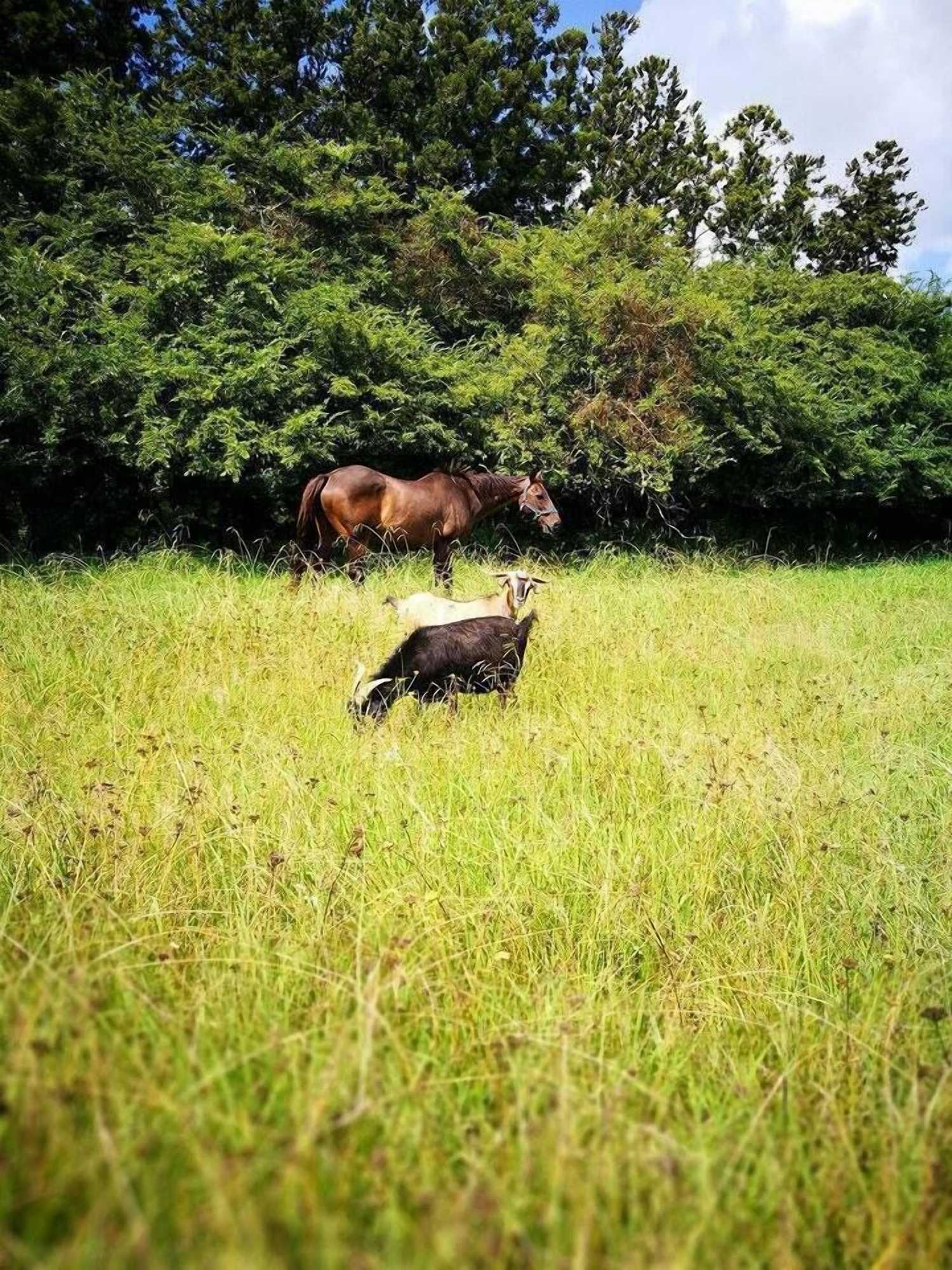 Gift card for Bay of Islands Country Lodge Motel Gift card for Bay of Islands Country Lodge Motel