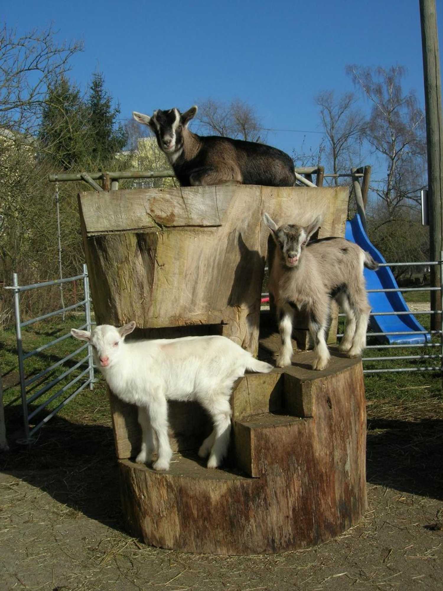 Gift card for Bertelemühle