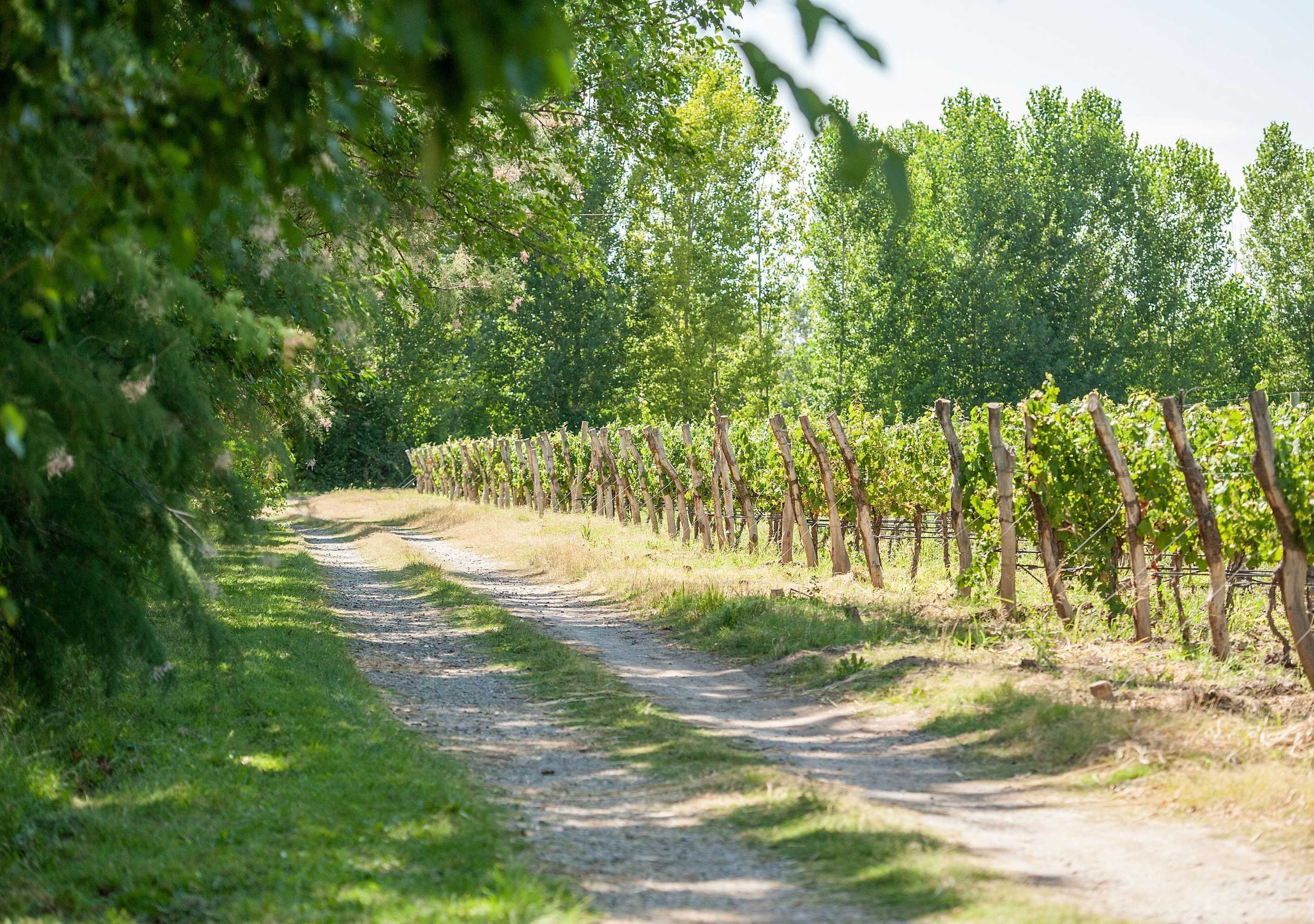 Gift card for Postales by Dot Boutique