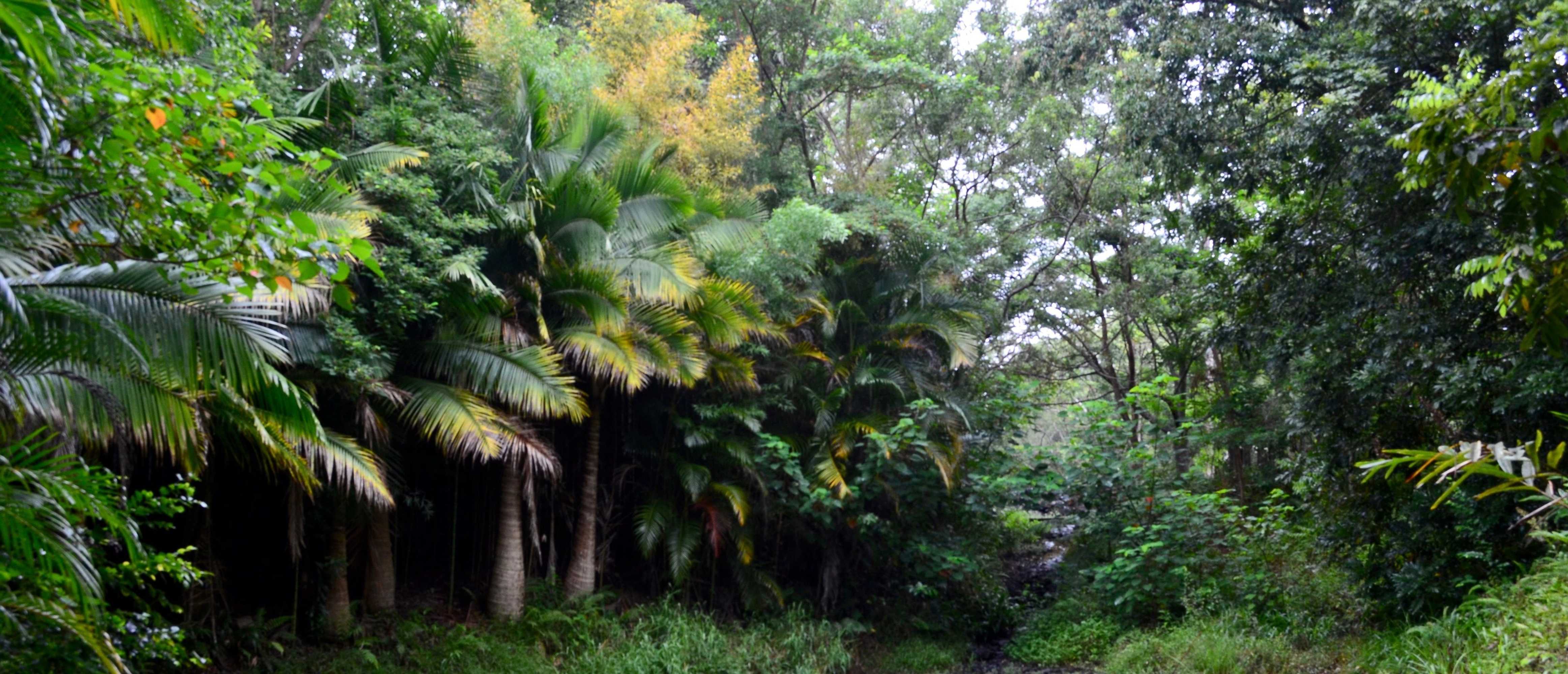 Gift card for Kondalilla Eco Resort Gift card for Kondalilla Eco Resort