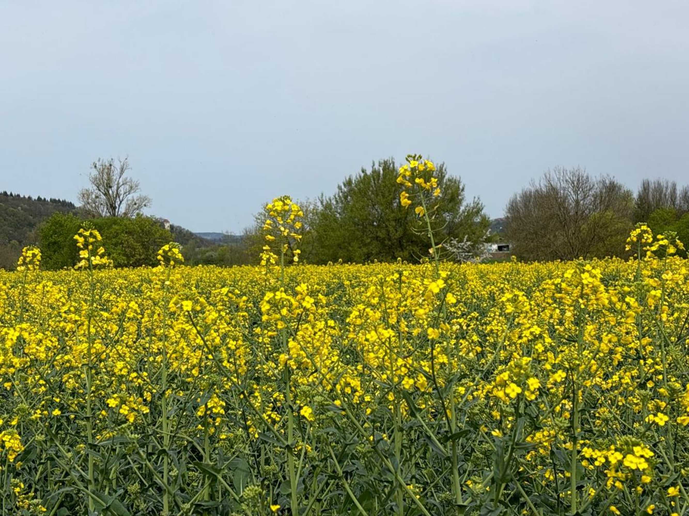 Gift card for Hotel Gästehaus Sonne