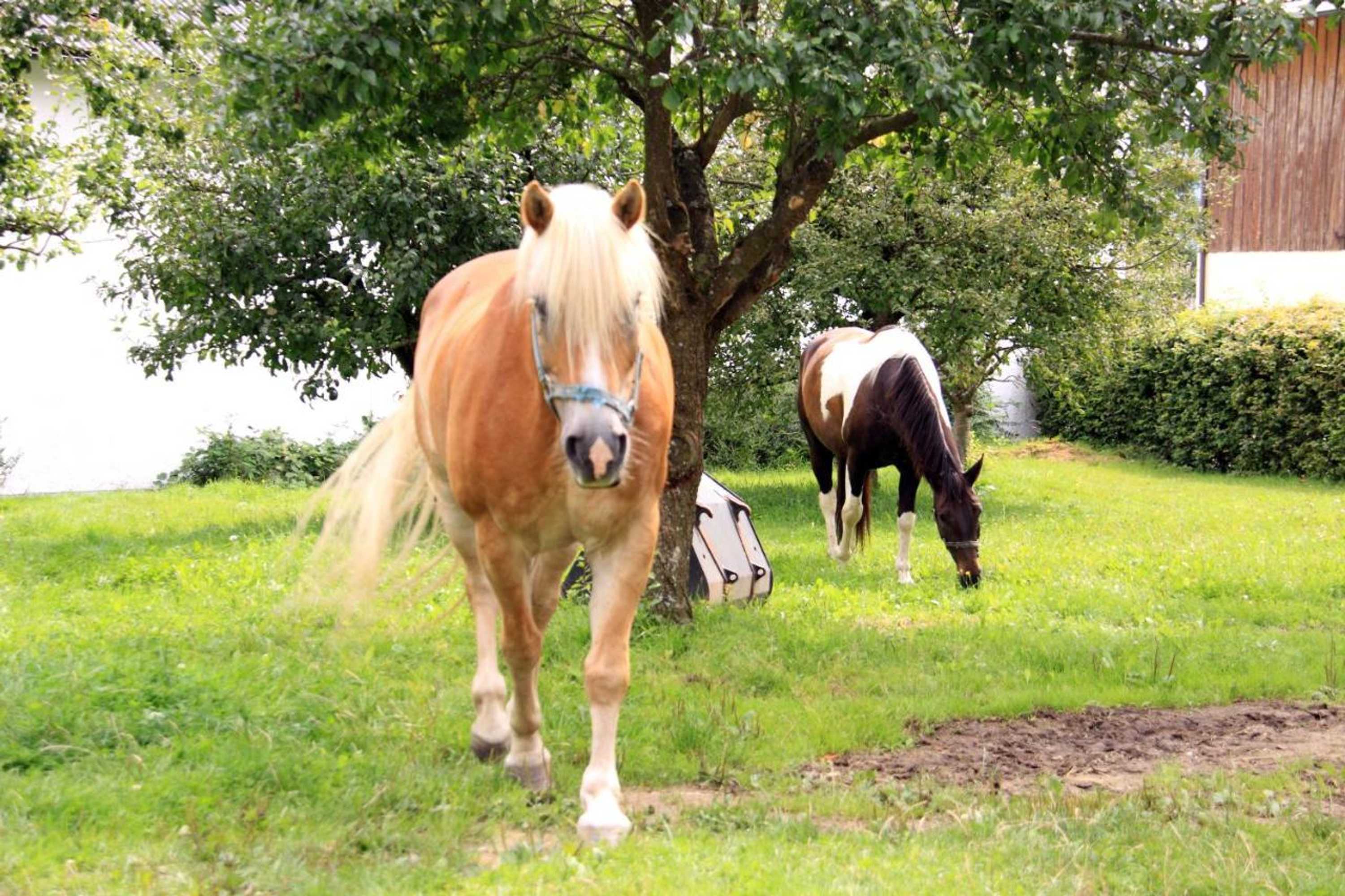 Gift card for Hotel-Gasthof Zum Oberen Wirt