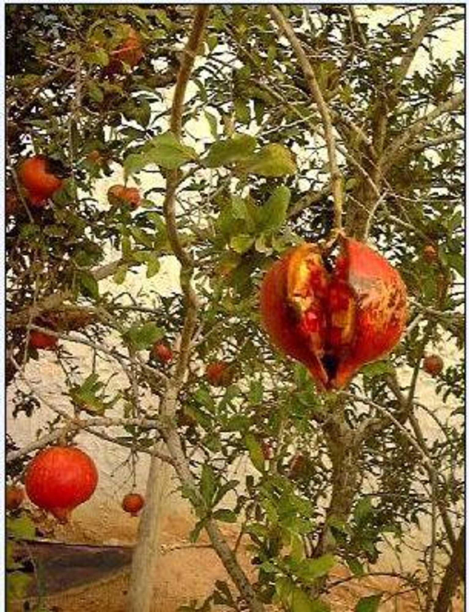 Gift card for La Migrane