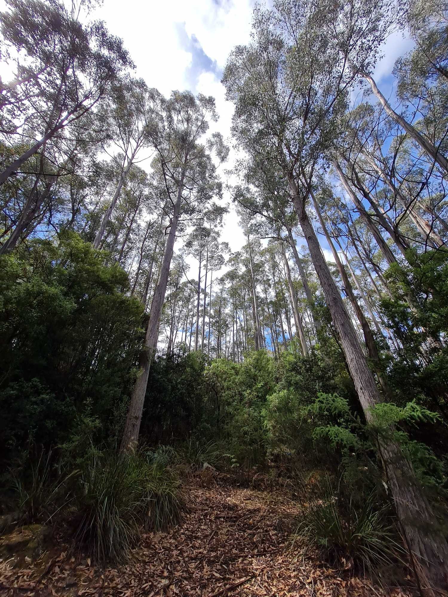 Gift card for Huon Bush Retreats