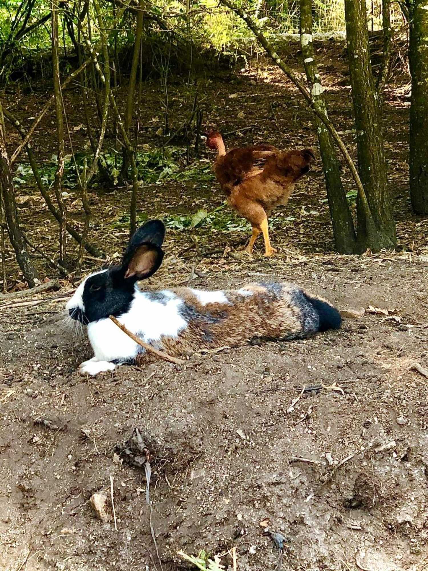 Gift card for Casa da Quinta da Prelada Simão