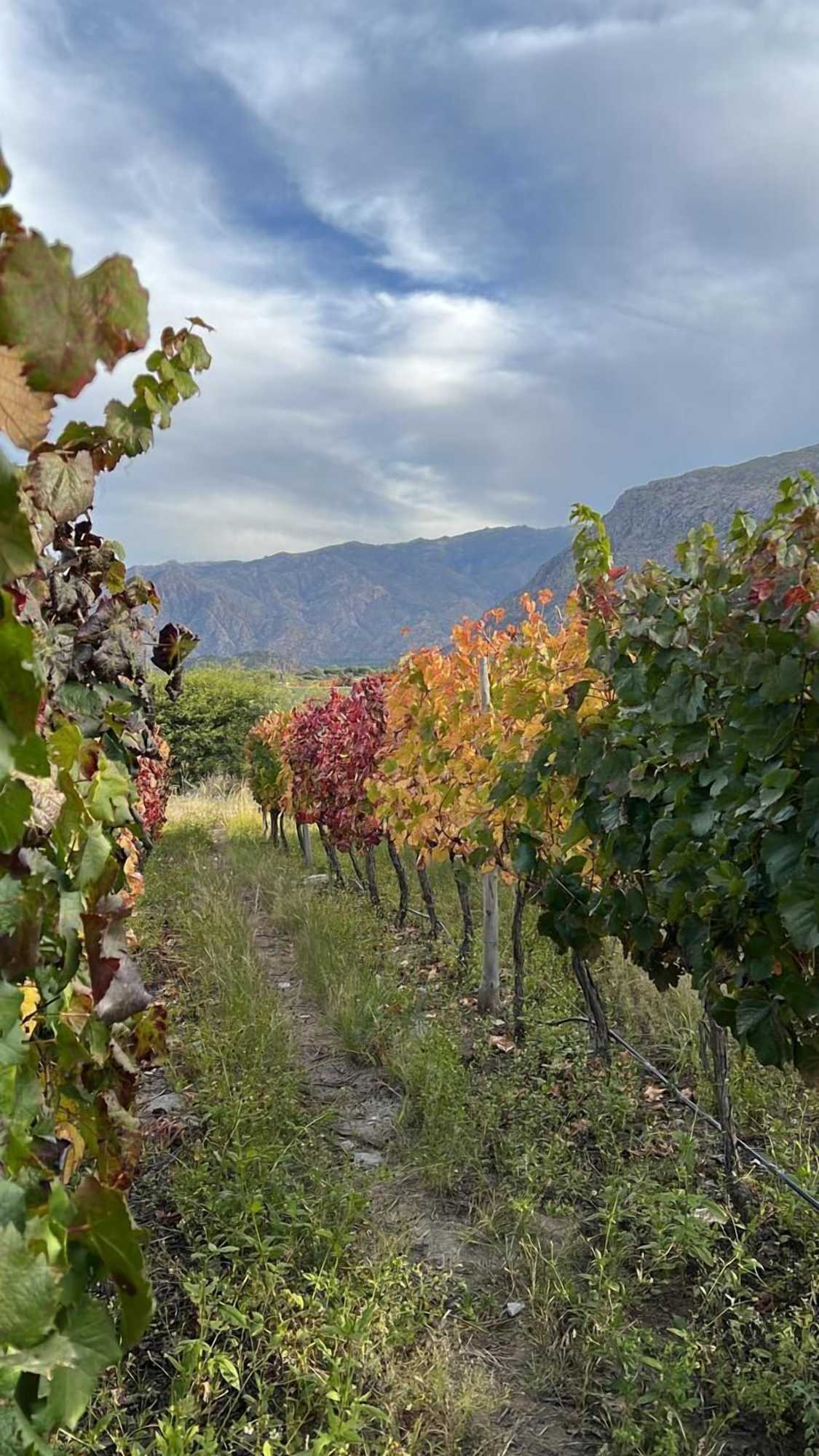 Gift card for Piattelli Wine Resort Hotel Cafayate Gift card for Piattelli Wine Resort Hotel Cafayate