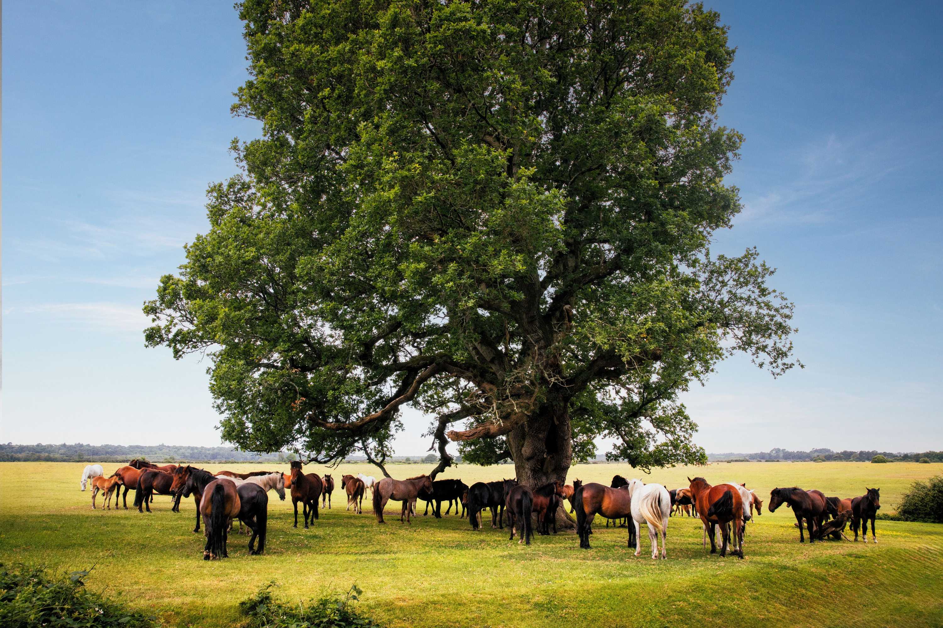 Gift card for Rhinefield House Hotel Gift card for Rhinefield House Hotel