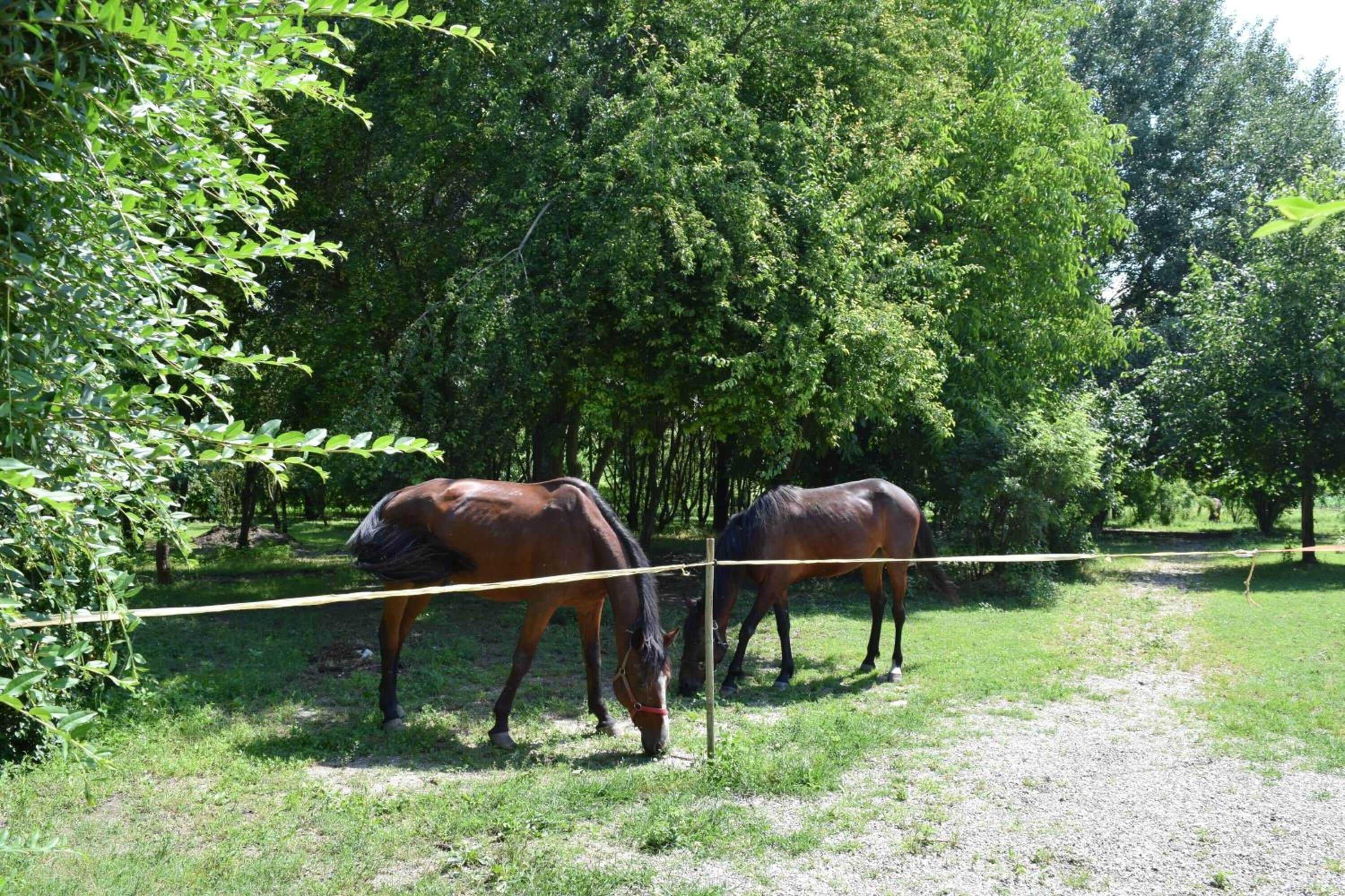 Gift card for Agriturismo Tre Rondini Gift card for Agriturismo Tre Rondini
