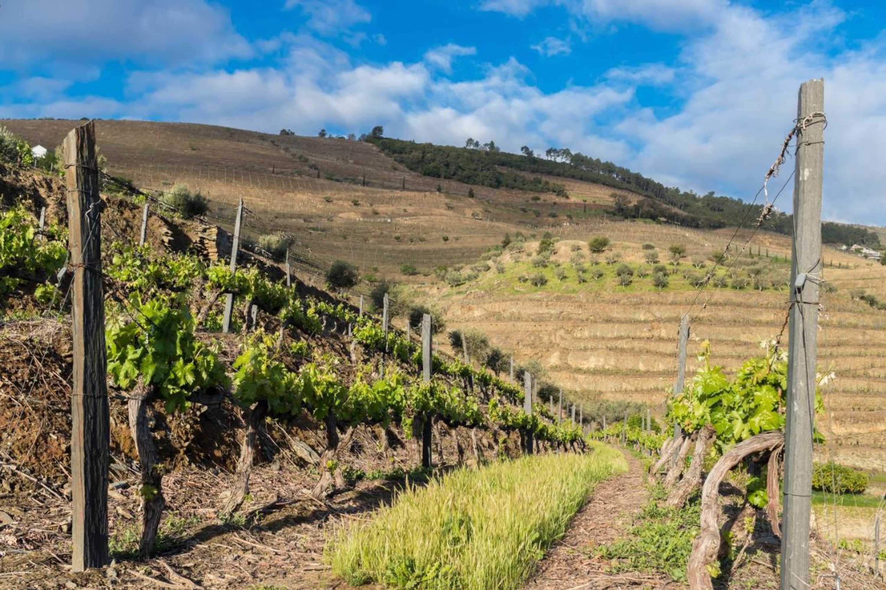 Gift card for Dois Lagares House Gift card for Dois Lagares House