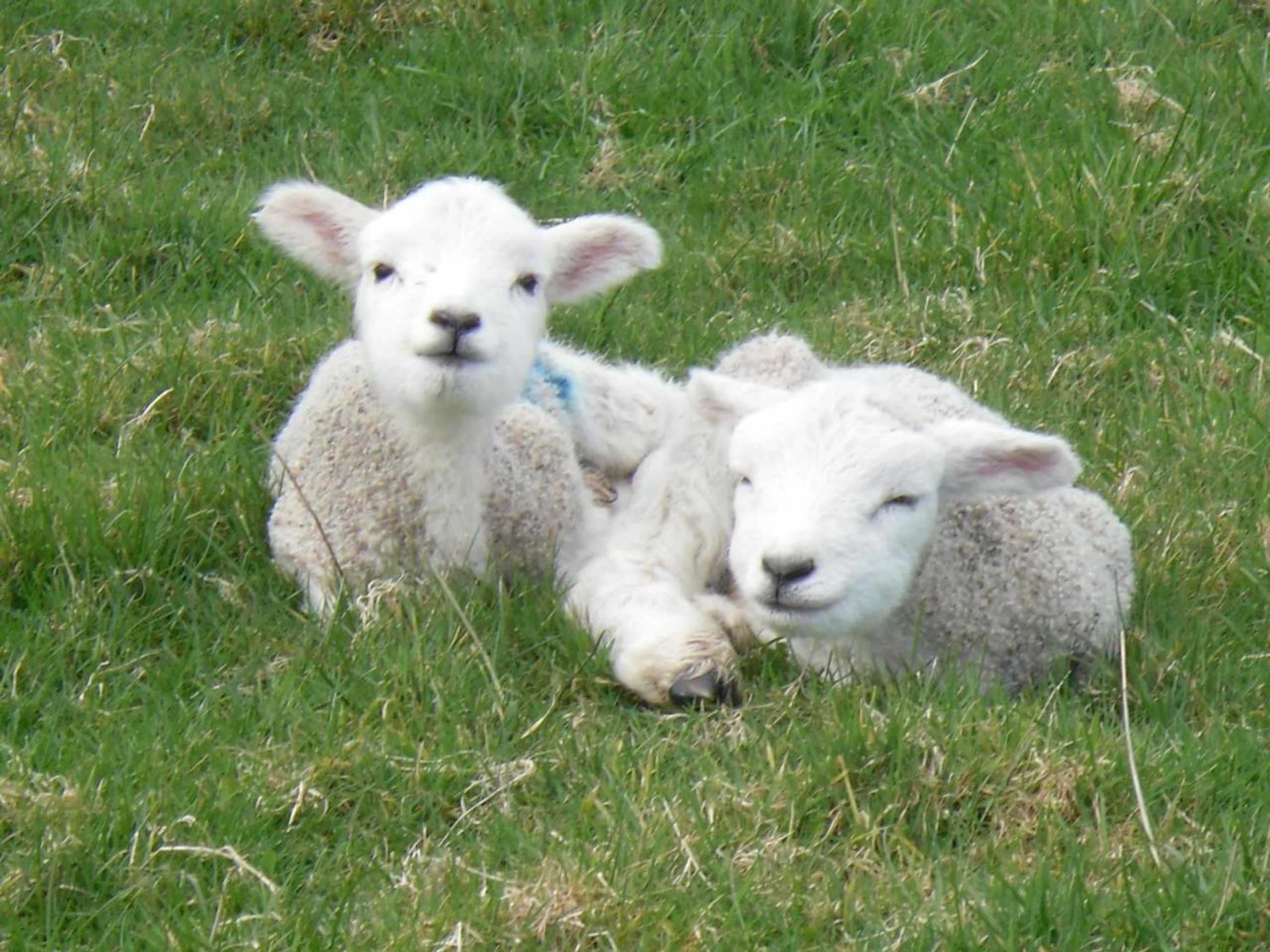 Gift card for Rectory Farm