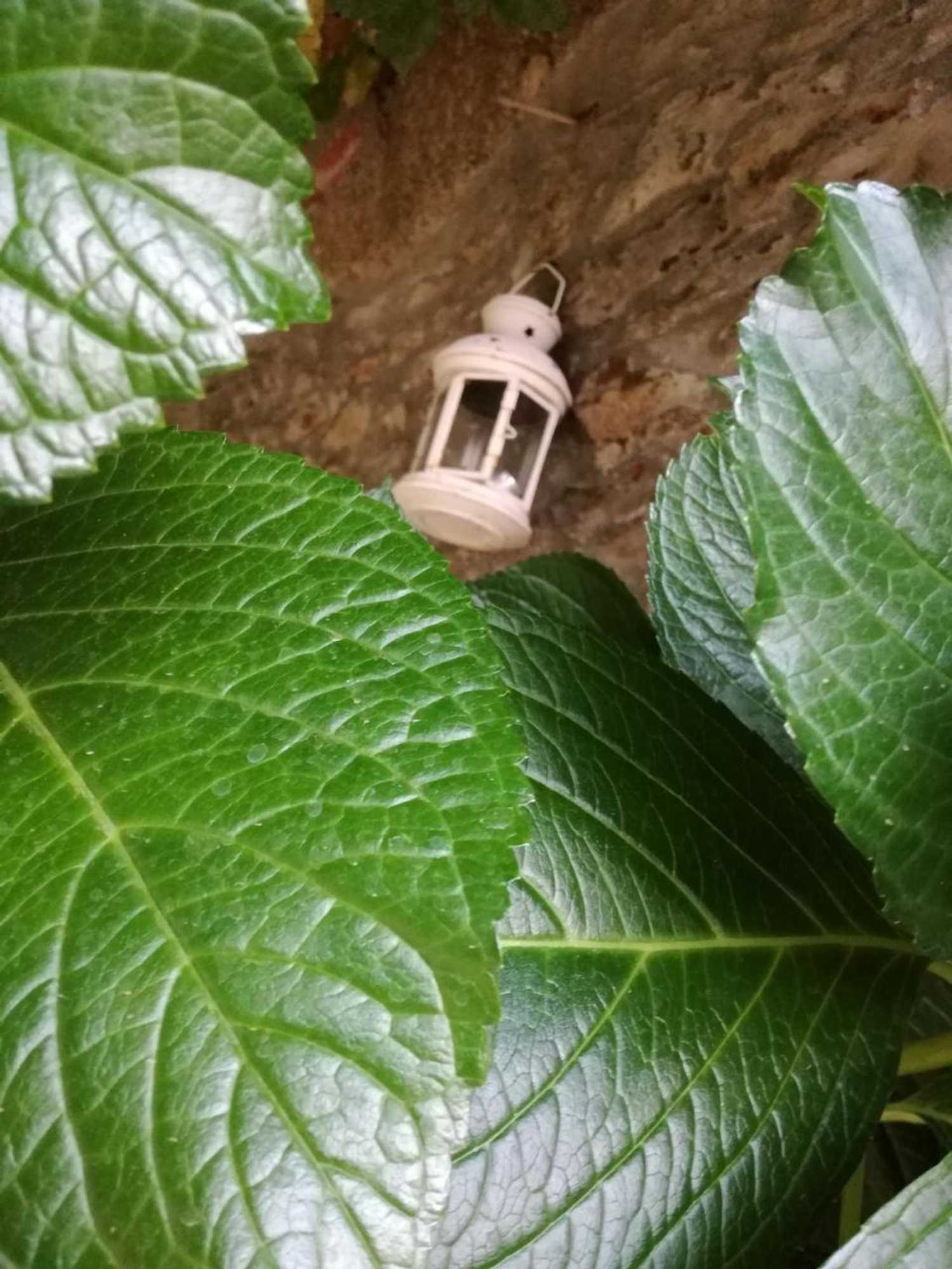 Gift card for O Zé Já Dormiu Aqui